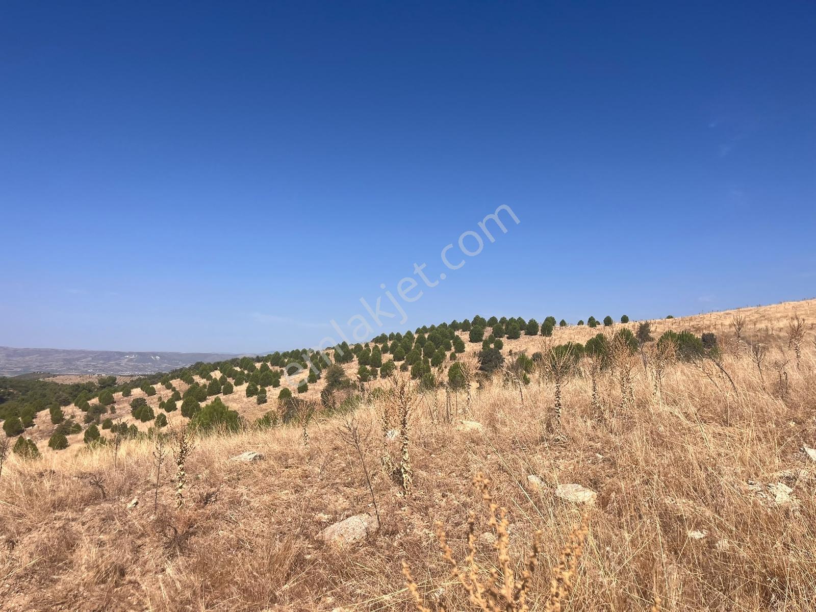 Berk Emlak'tan Köprübaşı Yabacı Köyünde Satılık Tarla — fotoğraf 3