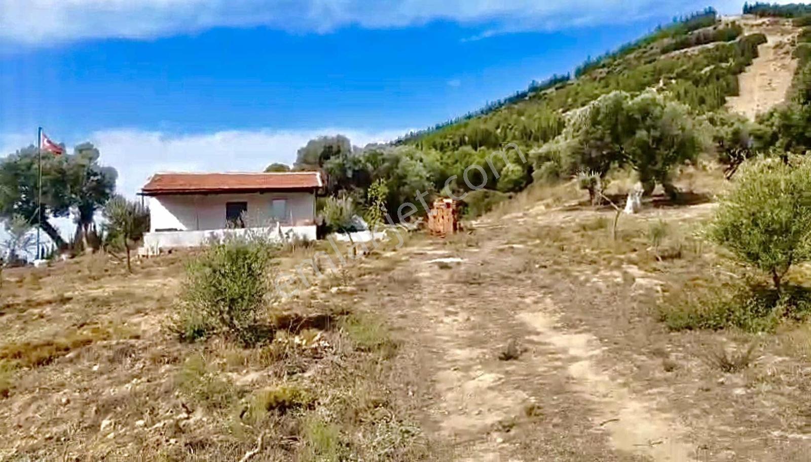 Seferihar 'Da Satılık Zeytinli Tarla