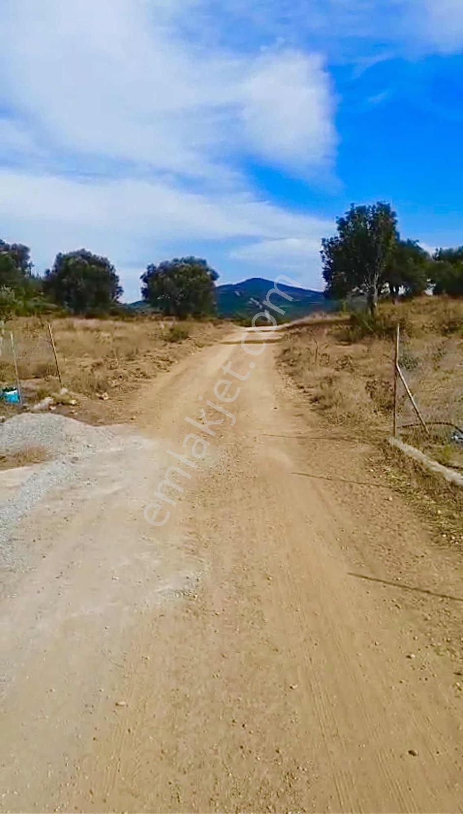 Seferihar 'da Satılık Zeytinli Tarla — fotoğraf 3