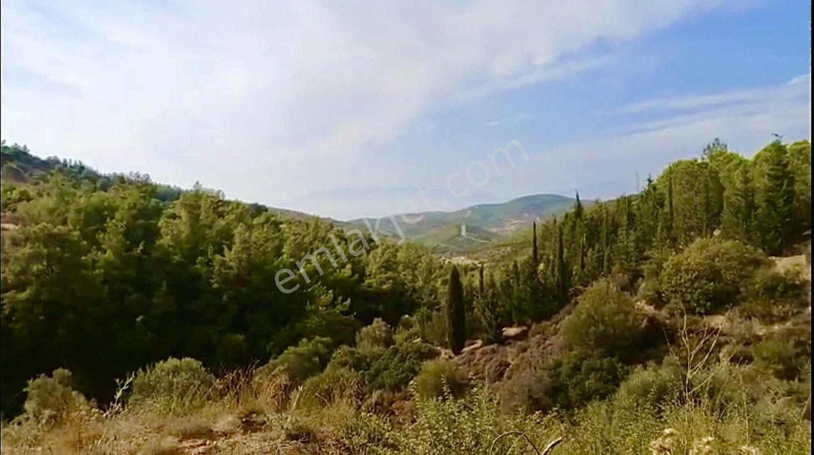 Seferihar 'da Satılık Zeytinli Tarla — fotoğraf 6