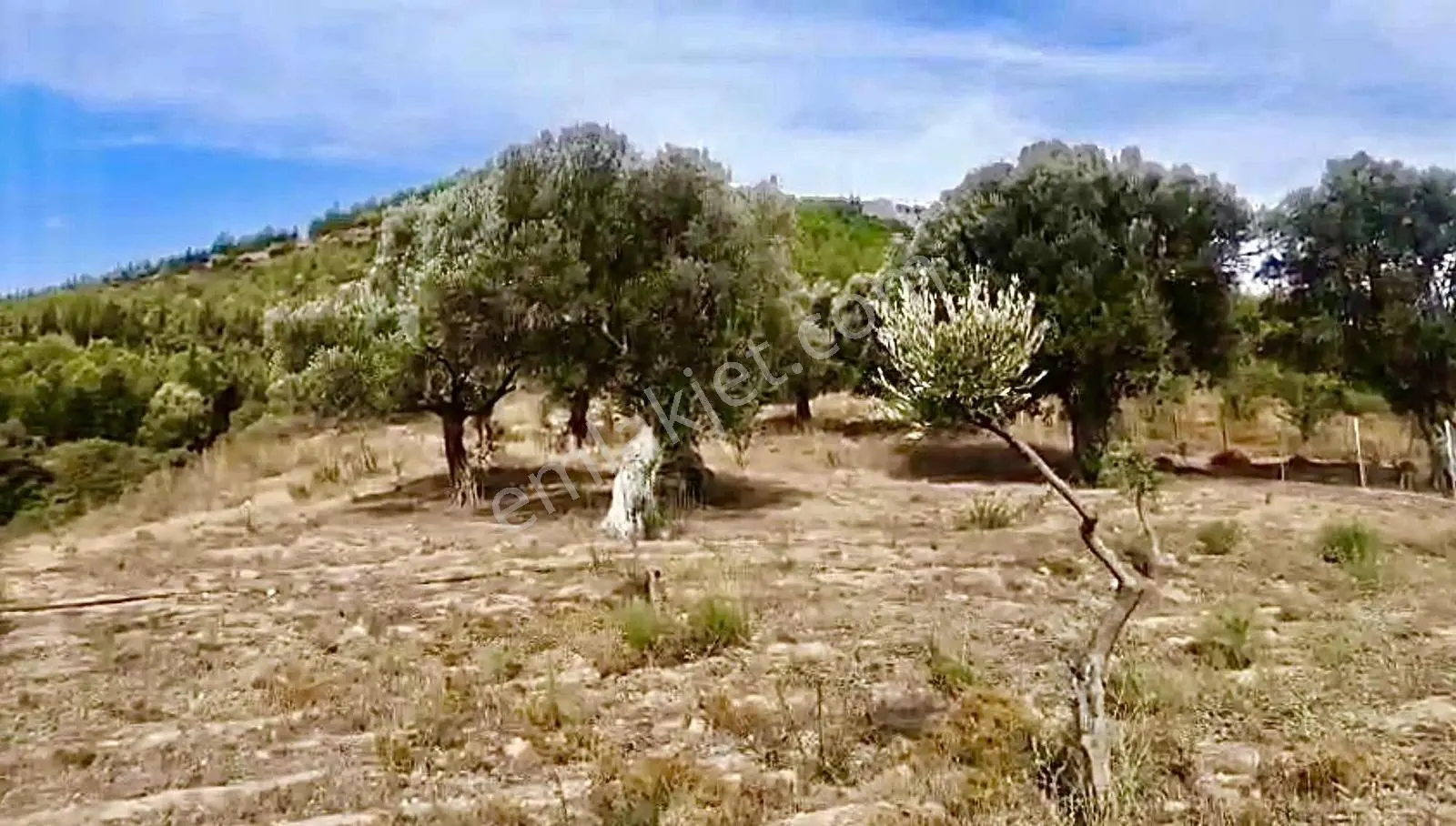 Seferihar 'da Satılık Zeytinli Tarla — fotoğraf 9
