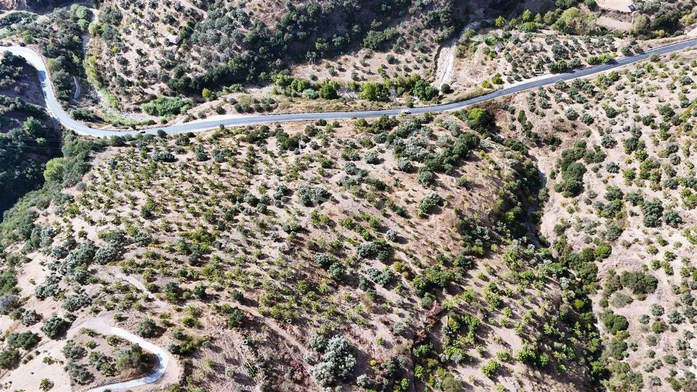 Nazilli Bekirler Mahallesinde Satılık 12000 M² Zeytinlik — fotoğraf 2