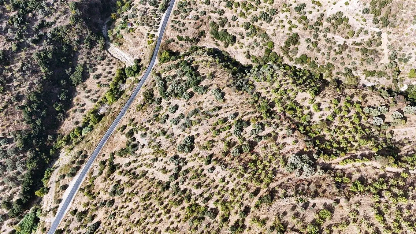 Nazilli Bekirler Mahallesinde Satılık 12000 M² Zeytinlik — fotoğraf 3