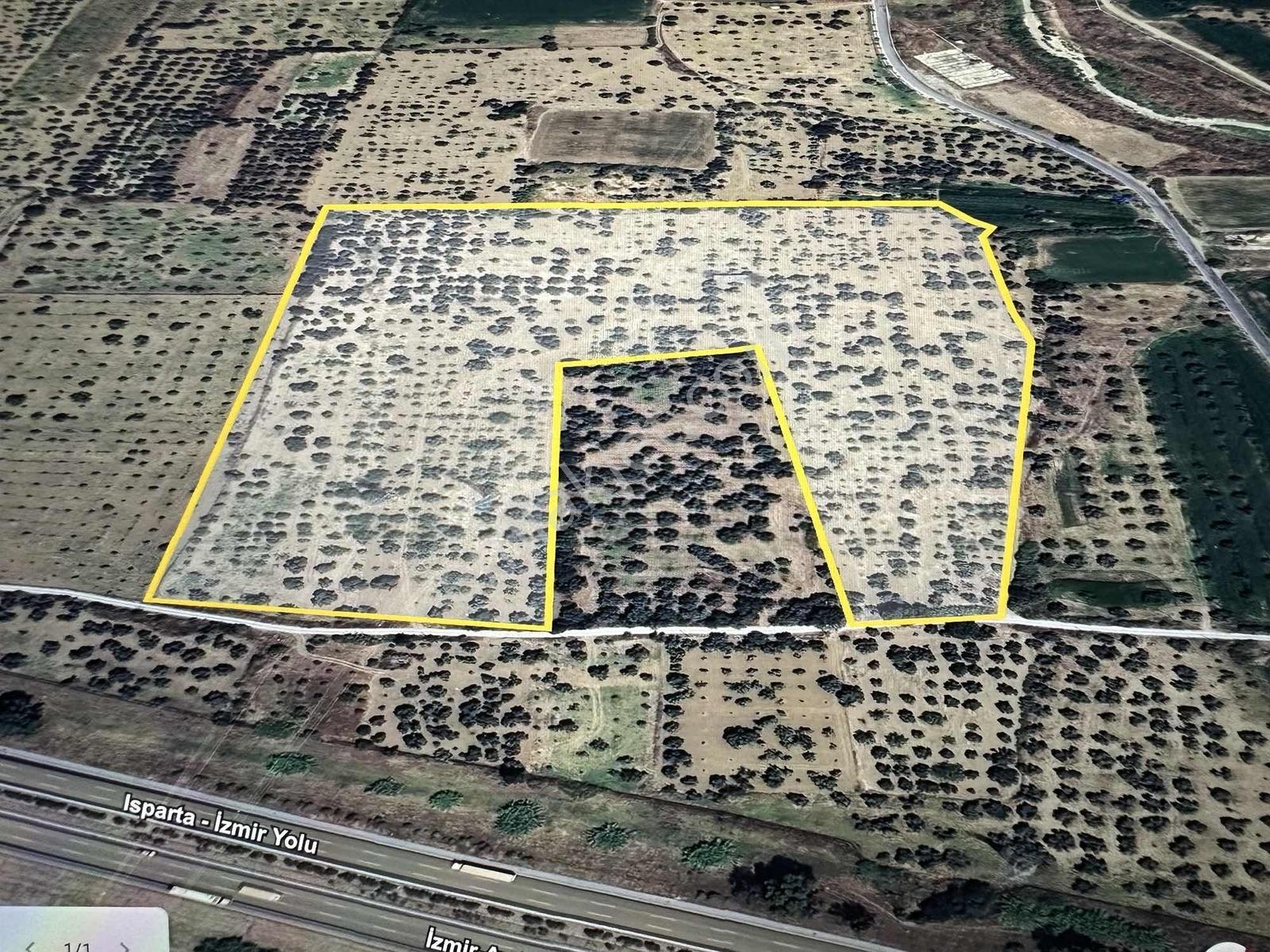 Aydın Germencik 'te Satılık 66000 M2 İncir Ve Zeytin Bahçesi — fotoğraf 2