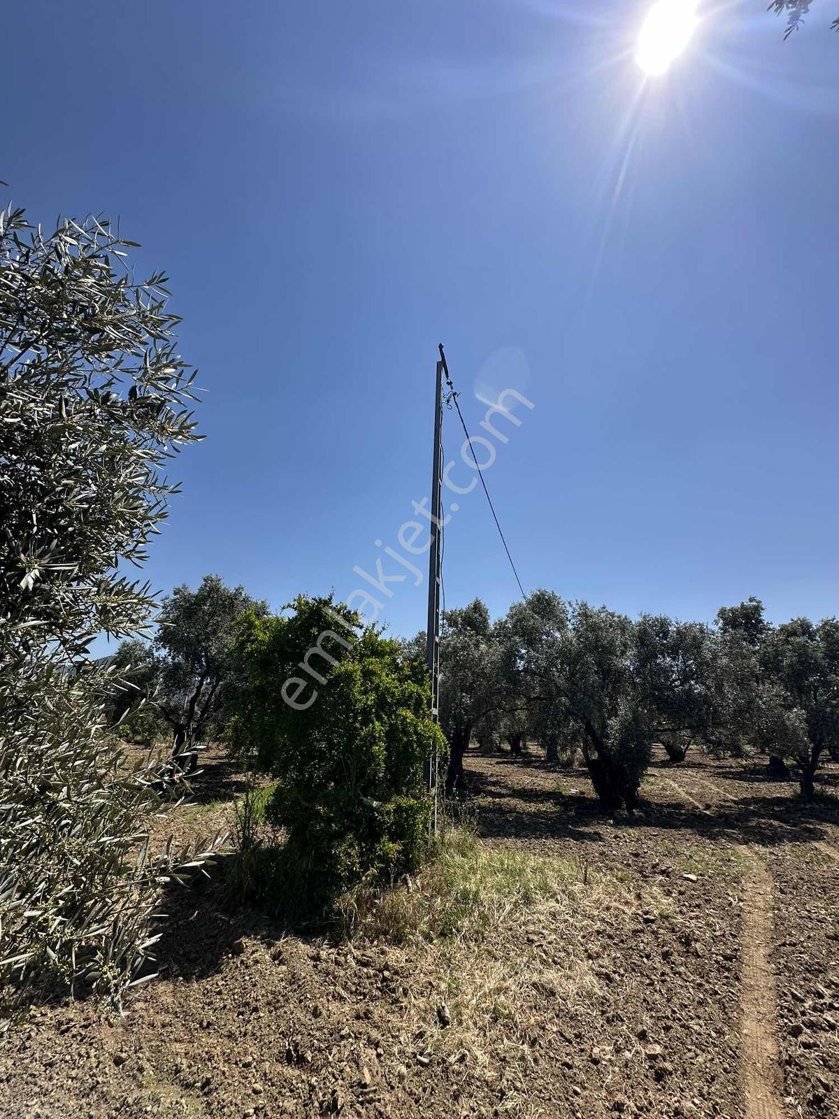 Aydın Germencik 'te Satılık 66000 M2 İncir Ve Zeytin Bahçesi — fotoğraf 4