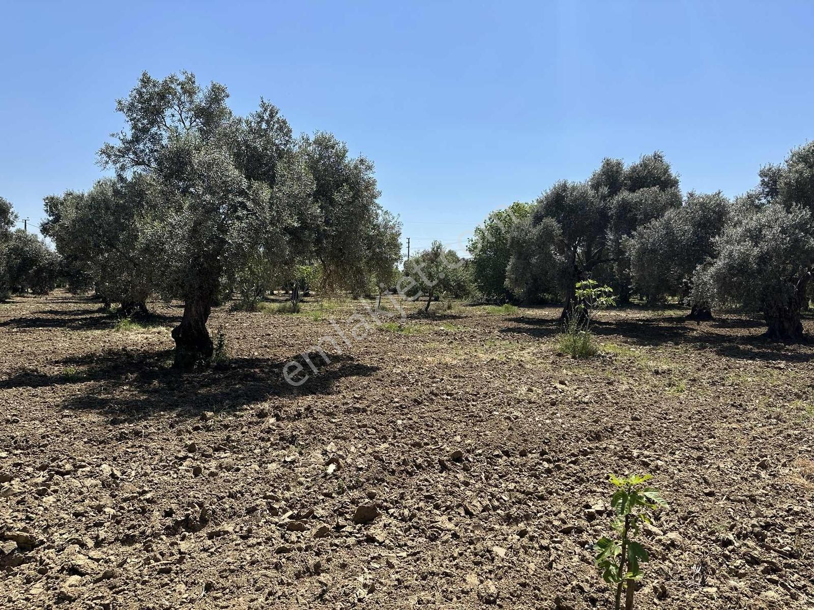 Aydın Germencik 'te Satılık 66000 M2 İncir Ve Zeytin Bahçesi — fotoğraf 5