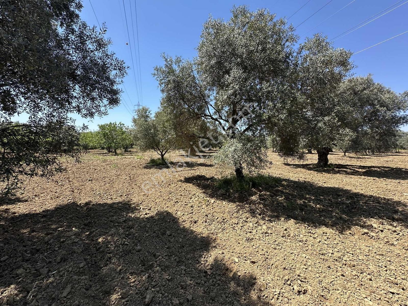 Aydın Germencik 'te Satılık 66000 M2 İncir Ve Zeytin Bahçesi — fotoğraf 6