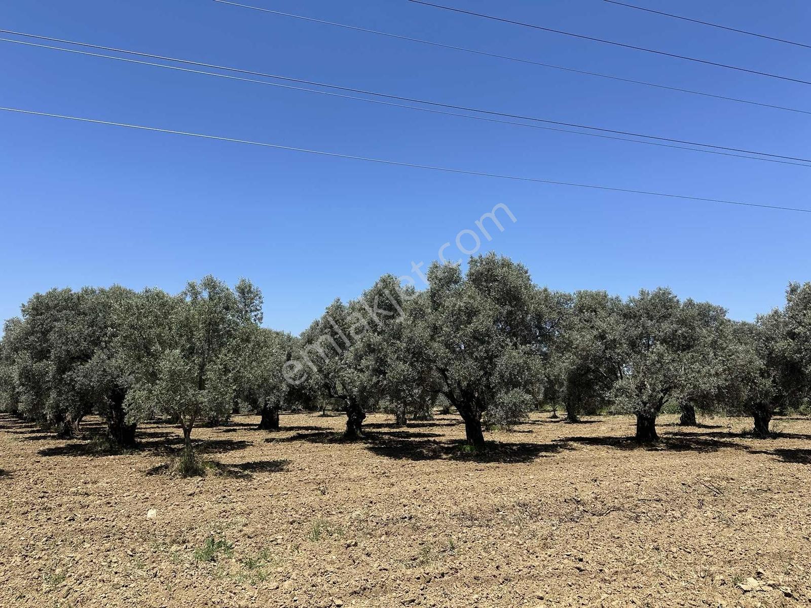Aydın Germencik 'te Satılık 66000 M2 İncir Ve Zeytin Bahçesi — fotoğraf 7