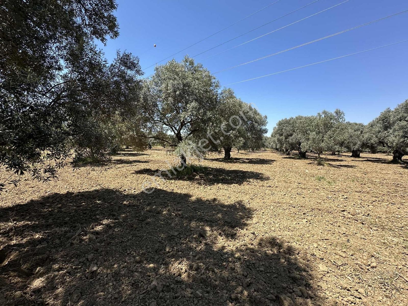 Aydın Germencik 'te Satılık 66000 M2 İncir Ve Zeytin Bahçesi — fotoğraf 8