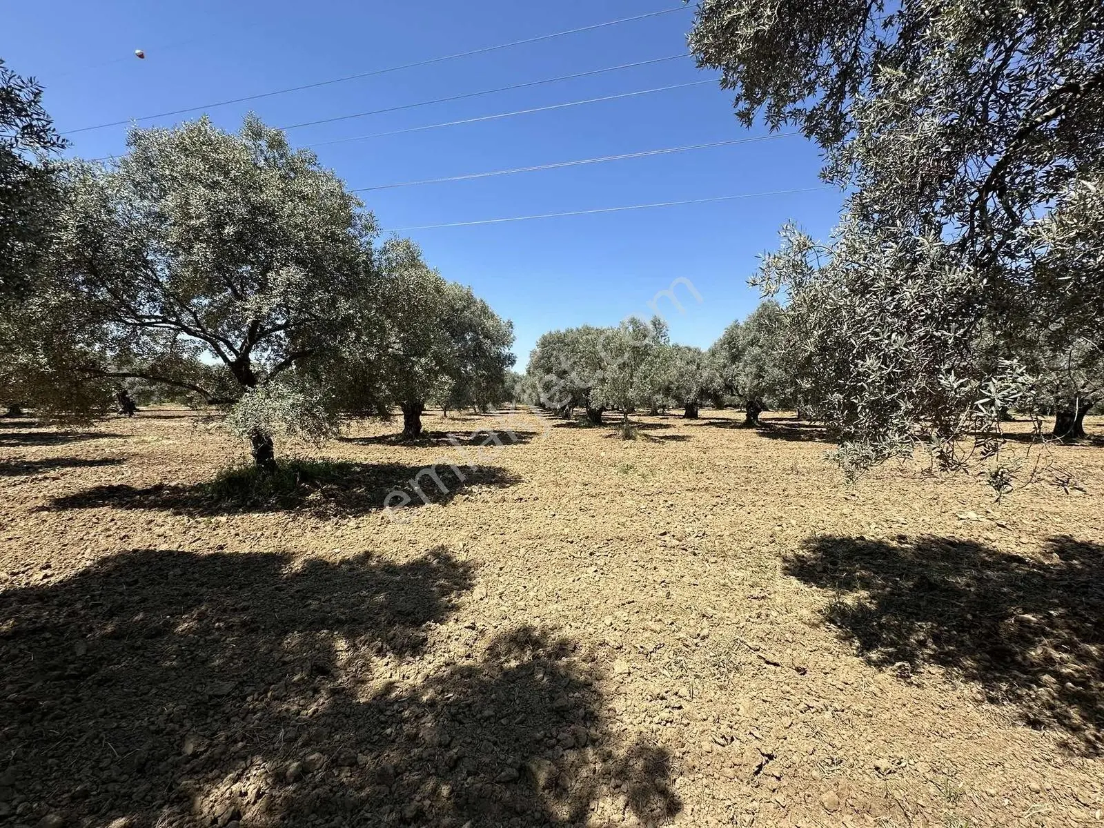 Aydın Germencik 'te Satılık 66000 M2 İncir Ve Zeytin Bahçesi — fotoğraf 9