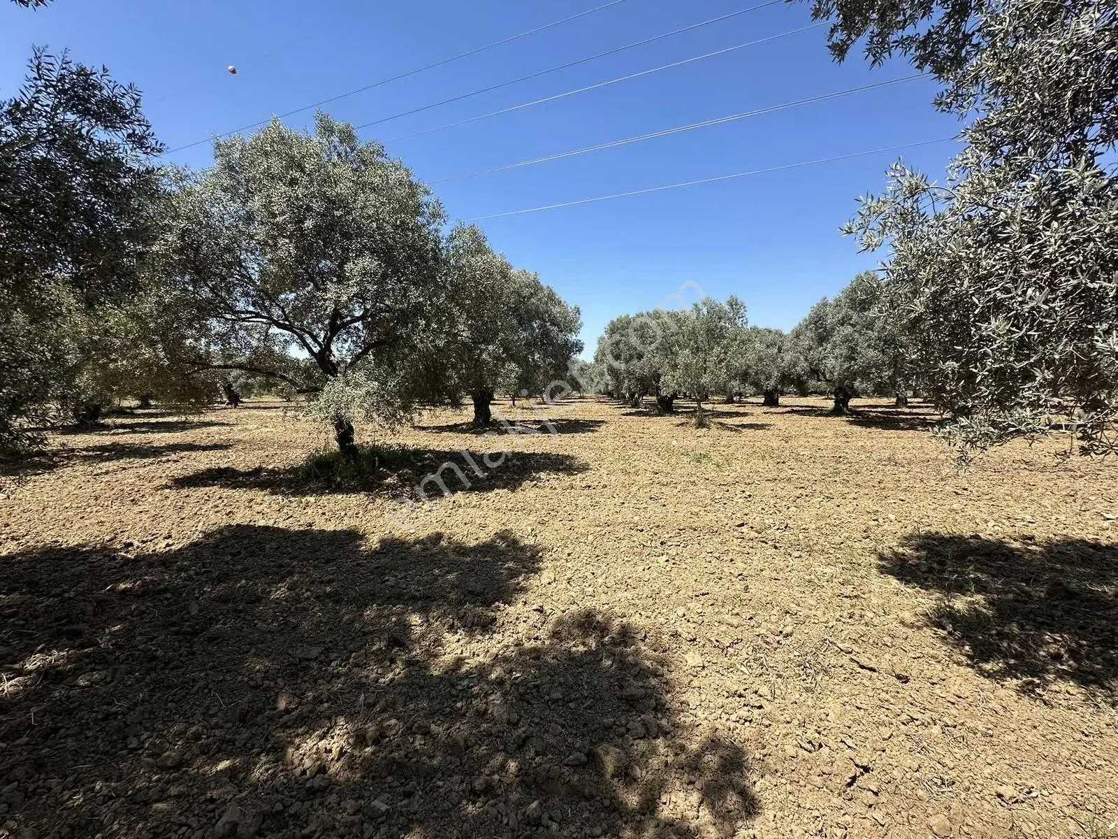 Aydın Germencik 'te Satılık 66000 M2 İncir Ve Zeytin Bahçesi — fotoğraf 10