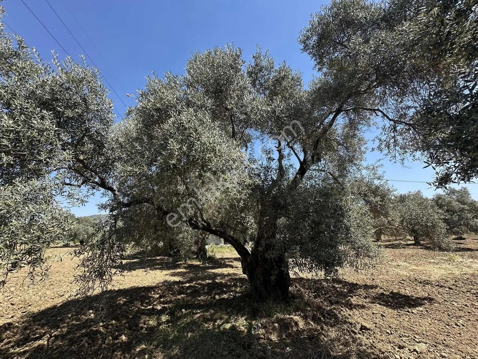 Aydın Germencik 'te Satılık 66000 M2 İncir Ve Zeytin Bahçesi — fotoğraf 11