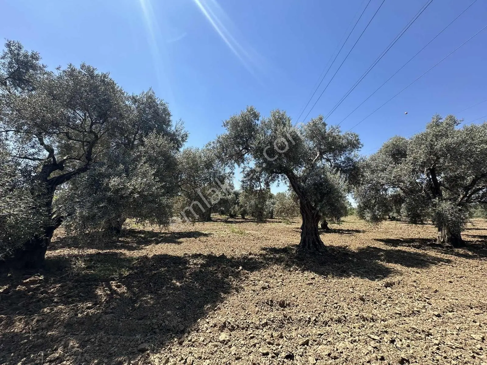 Aydın Germencik 'te Satılık 66000 M2 İncir Ve Zeytin Bahçesi — fotoğraf 12
