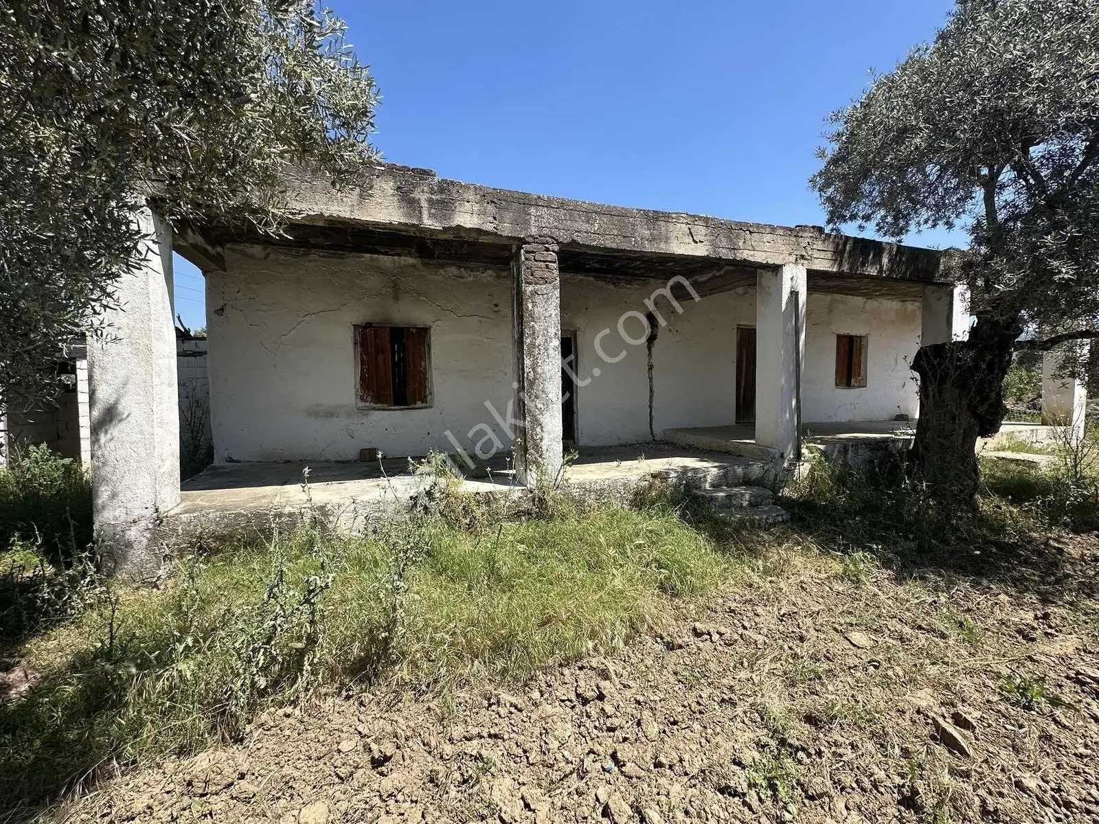 Aydın Germencik 'te Satılık 66000 M2 İncir Ve Zeytin Bahçesi — fotoğraf 13