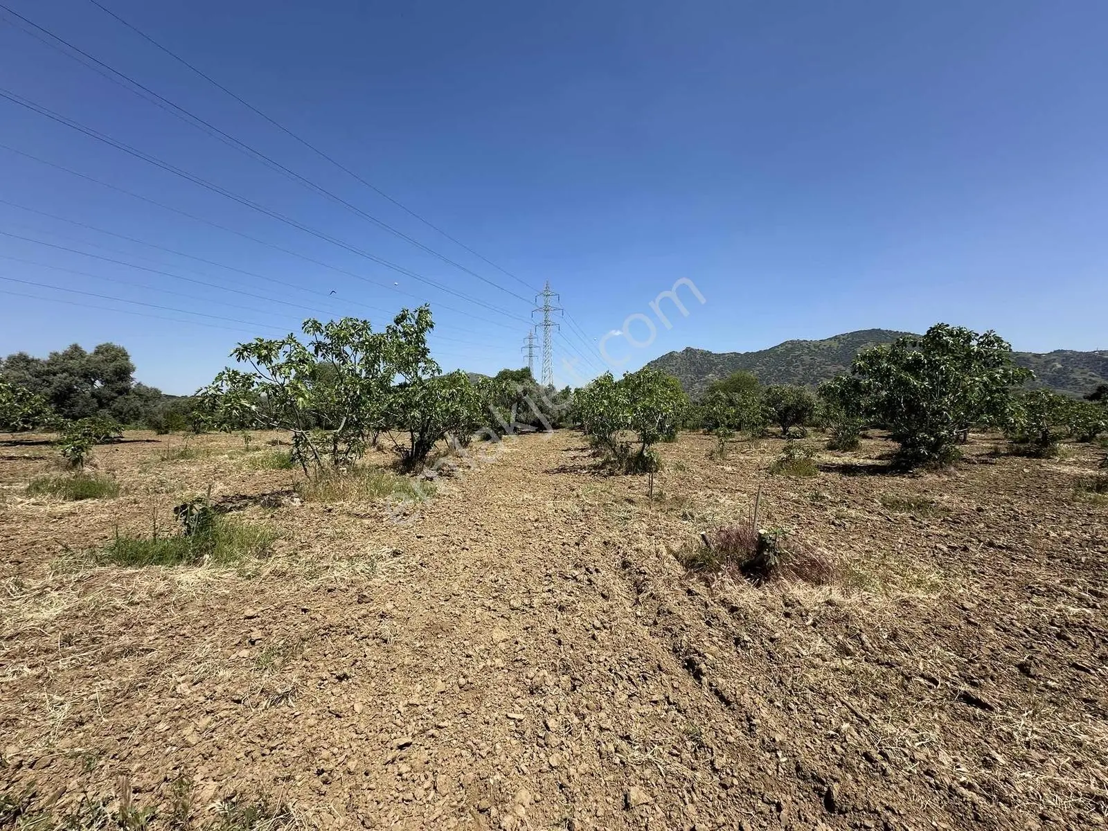 Aydın Germencik 'te Satılık 66000 M2 İncir Ve Zeytin Bahçesi — fotoğraf 15