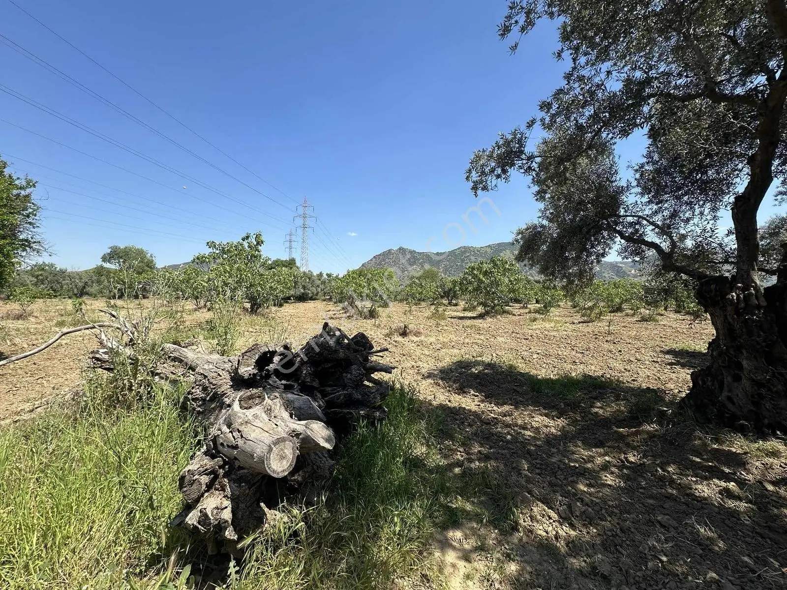 Aydın Germencik 'te Satılık 66000 M2 İncir Ve Zeytin Bahçesi — fotoğraf 16