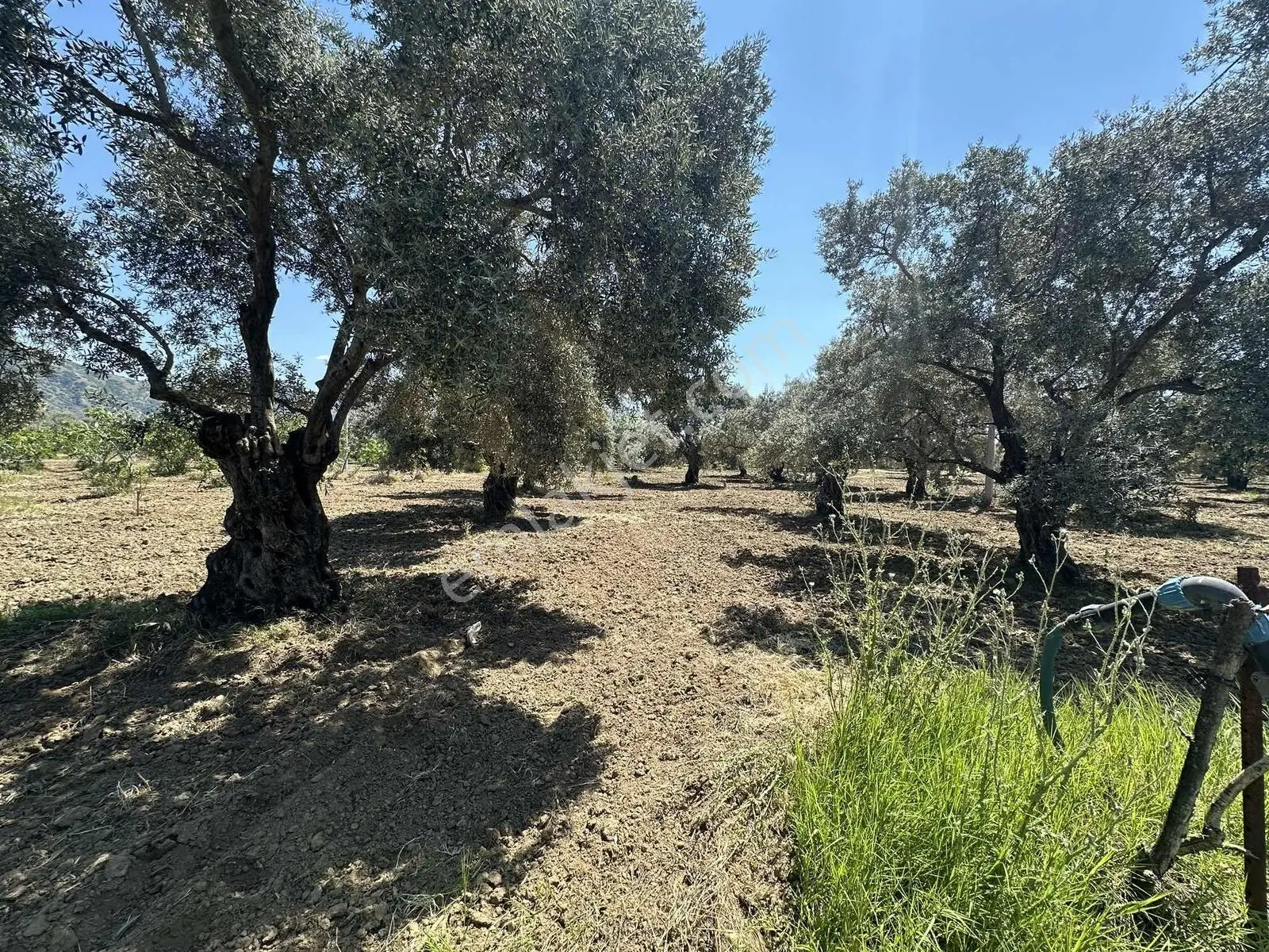 Aydın Germencik 'te Satılık 66000 M2 İncir Ve Zeytin Bahçesi — fotoğraf 17