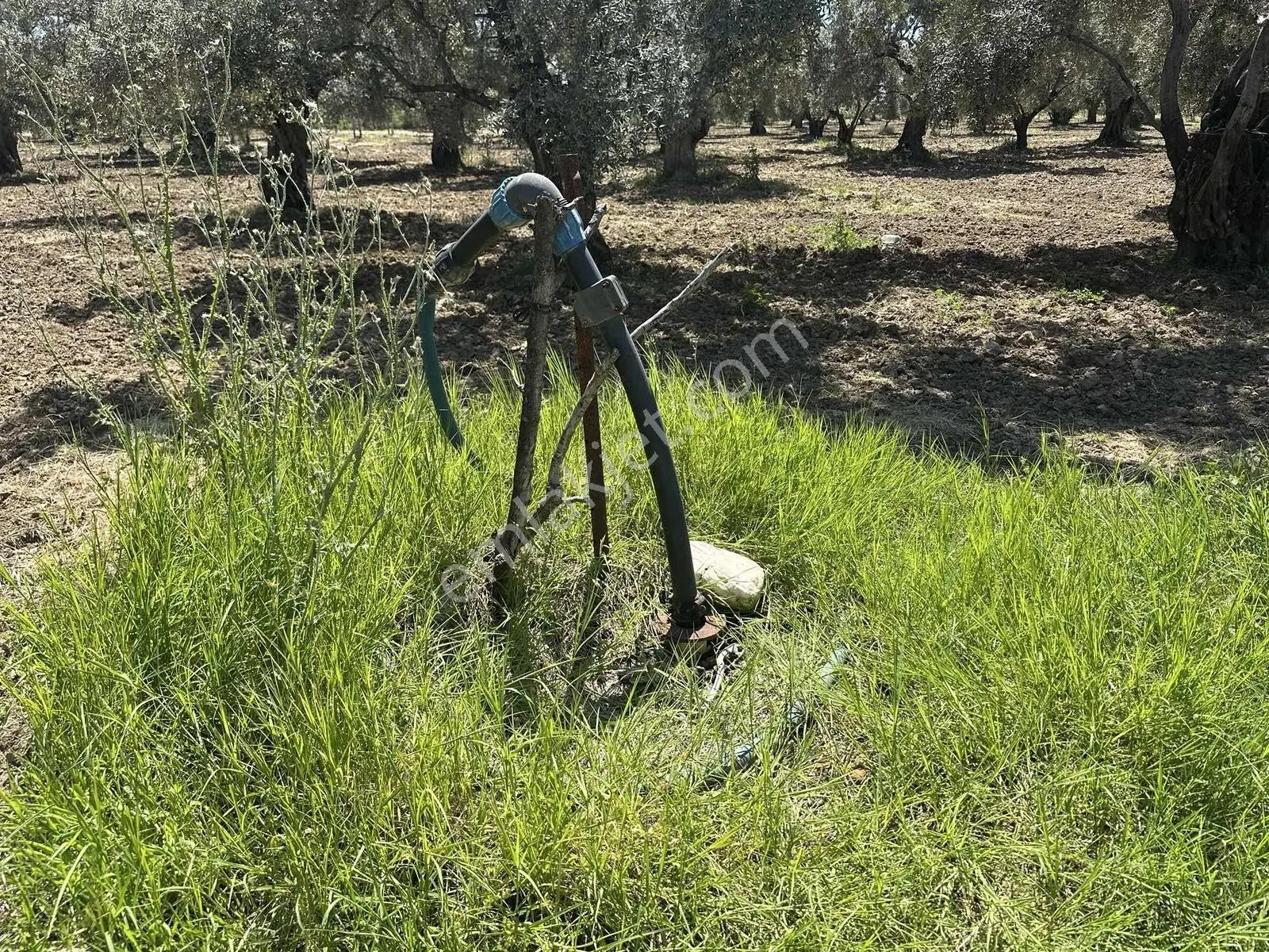 Aydın Germencik 'te Satılık 66000 M2 İncir Ve Zeytin Bahçesi — fotoğraf 18