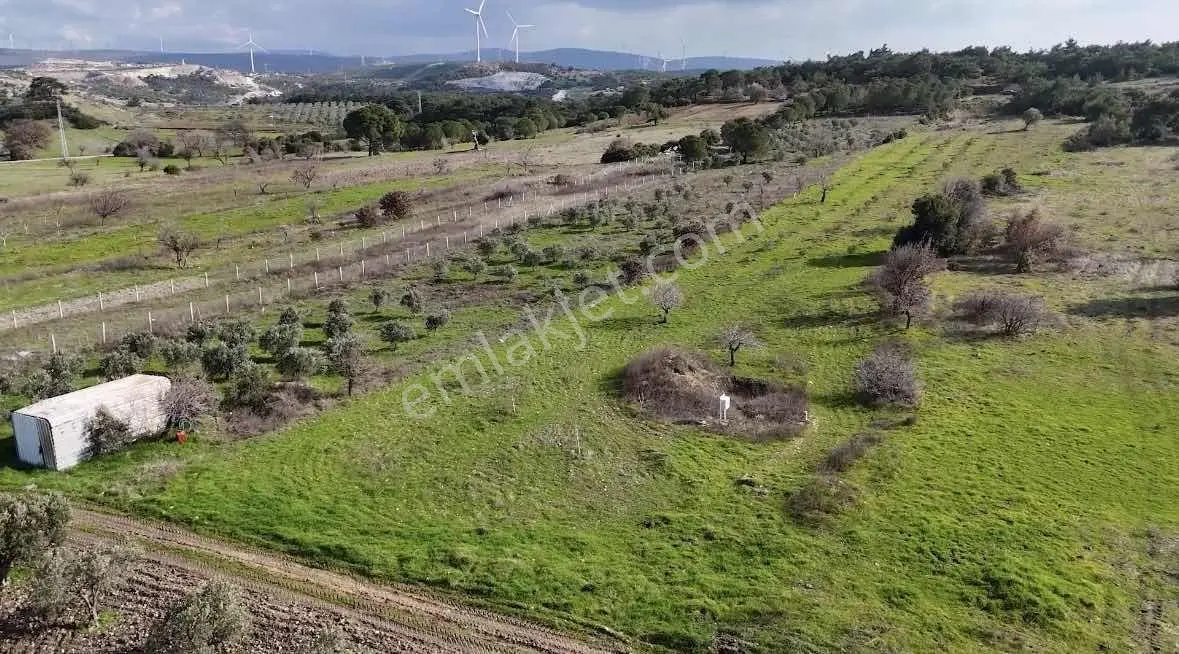 Bergama Örlemiş Müstakil Tapulu Satılık Tarla