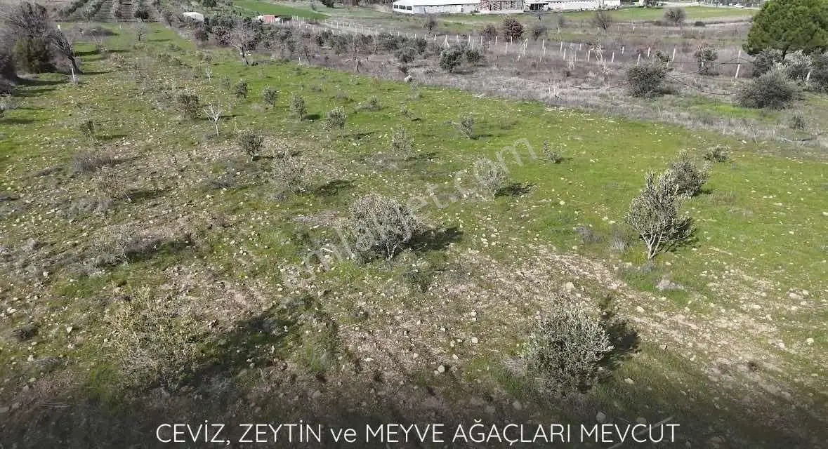 Bergama Örlemiş Müstakil Tapulu Satılık Tarla — fotoğraf 4