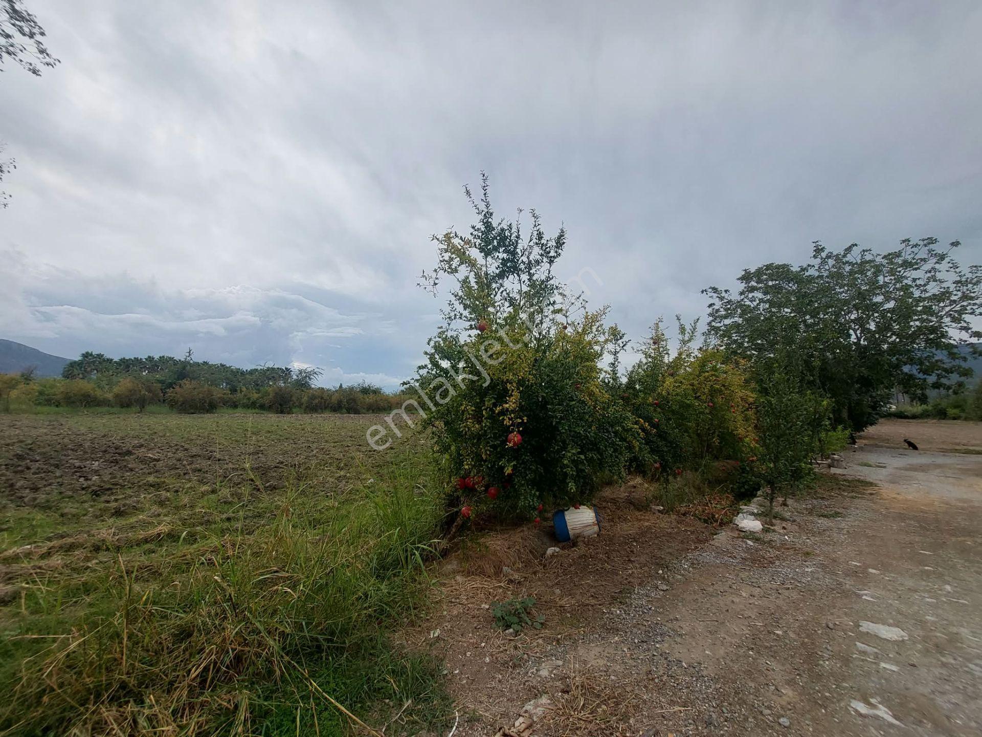 Mugla Dalyan Da 7 224 M2 Müstakil Tarla Satılık Veya Ortaca Dan Daire Takas Olur — fotoğraf 3