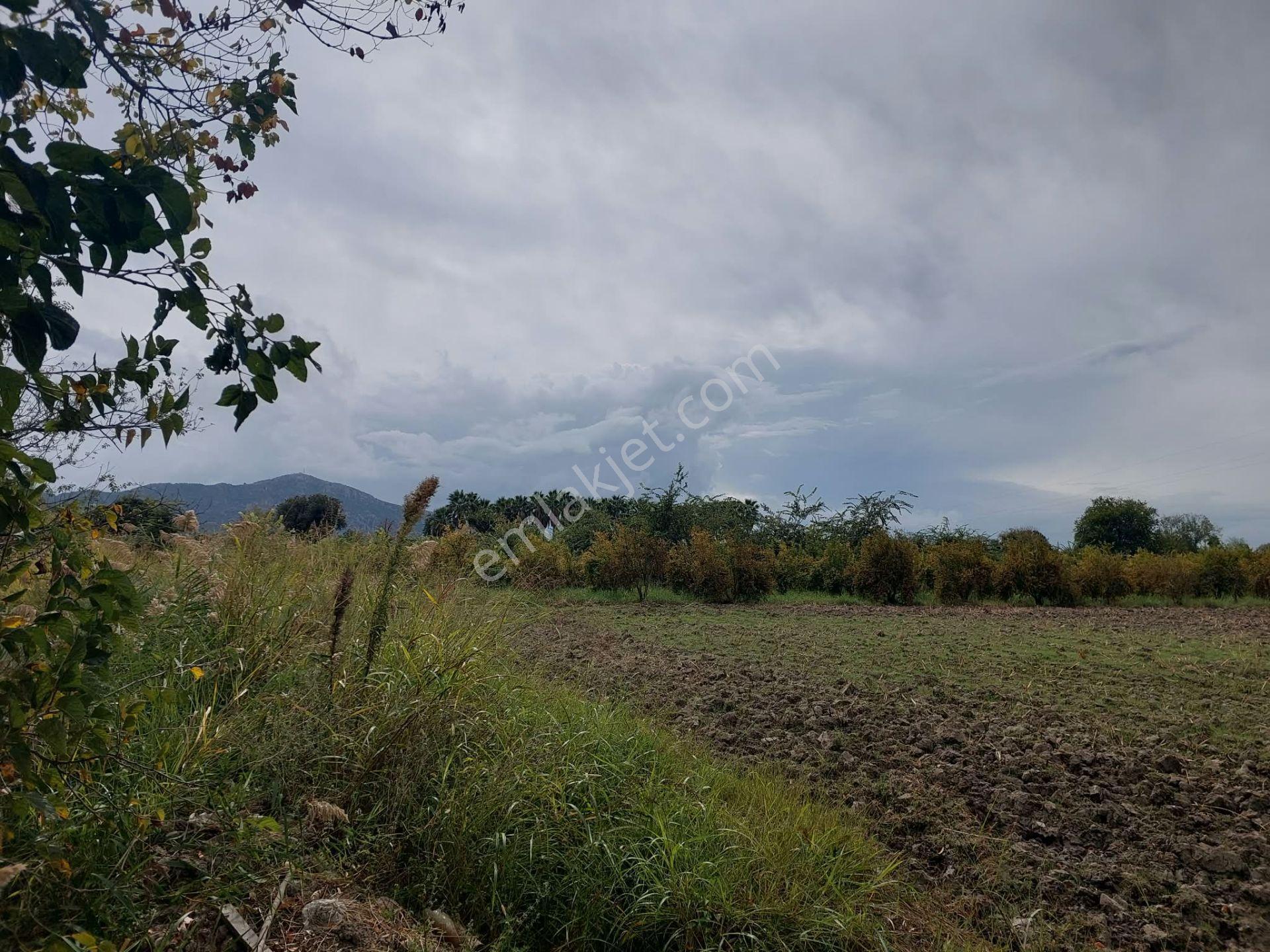 Mugla Dalyan Da 7 224 M2 Müstakil Tarla Satılık Veya Ortaca Dan Daire Takas Olur — fotoğraf 5