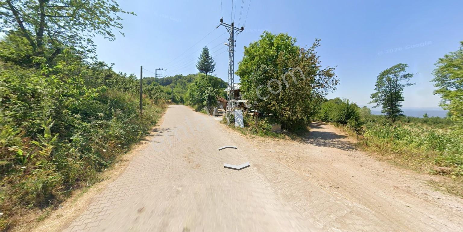 Düzce Kaynaşlı Dipsizgöl Köy Yatırımlık & Verimli Fındık Bahçesi — fotoğraf 4
