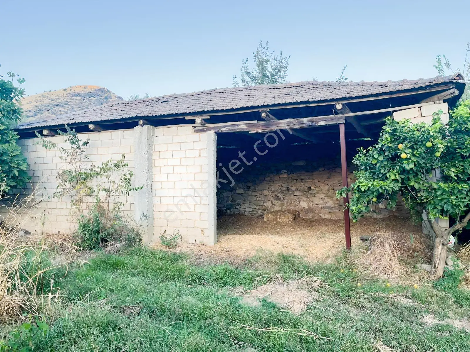 Miray Emlaktan Esenköyde (arpazda)satılık Zeytinlik — fotoğraf 3