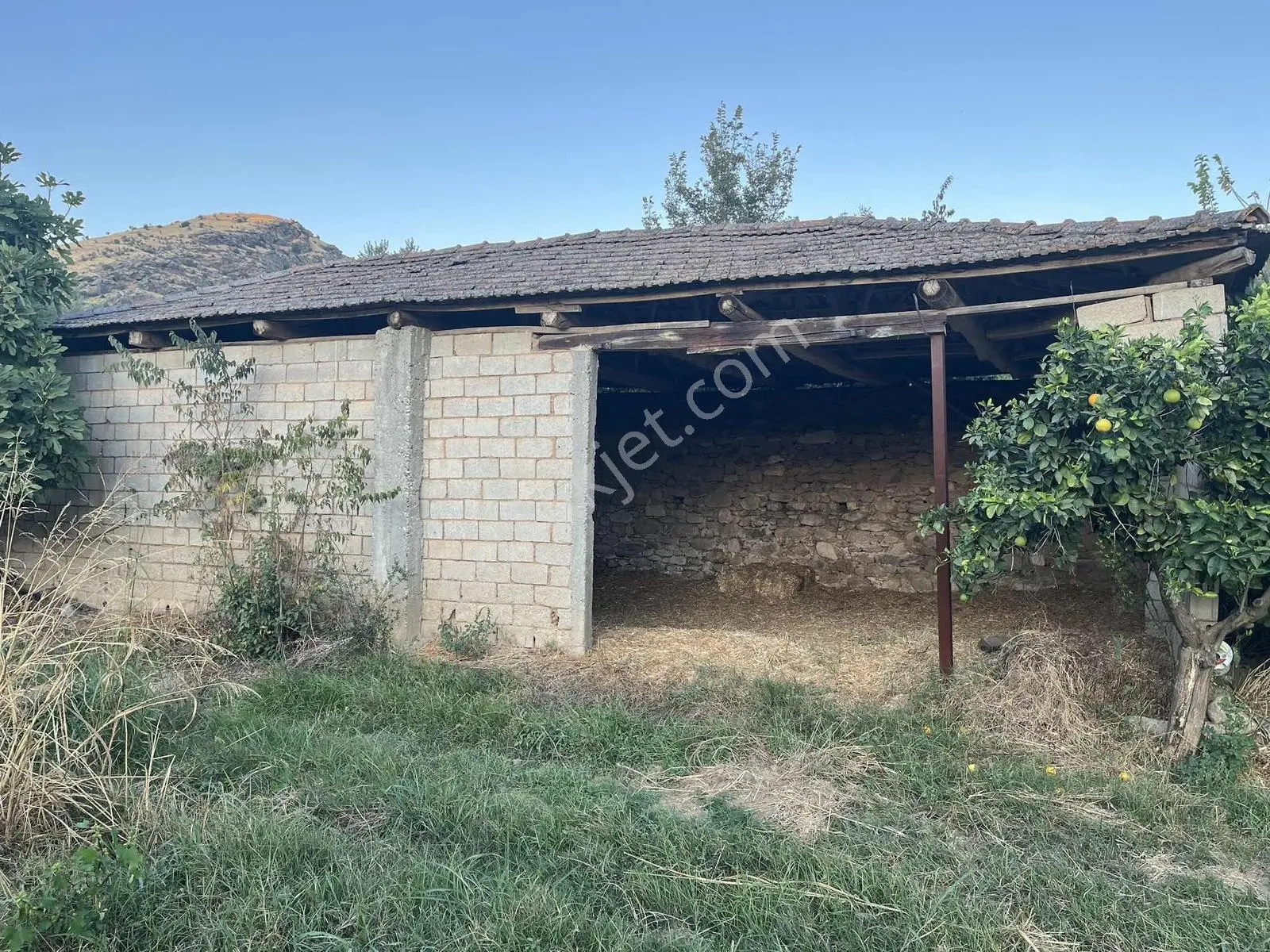 Miray Emlaktan Esenköyde (arpazda)satılık Zeytinlik — fotoğraf 4
