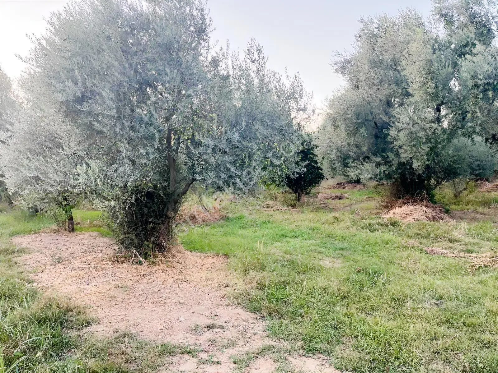 Miray Emlaktan Esenköyde (arpazda)satılık Zeytinlik — fotoğraf 5