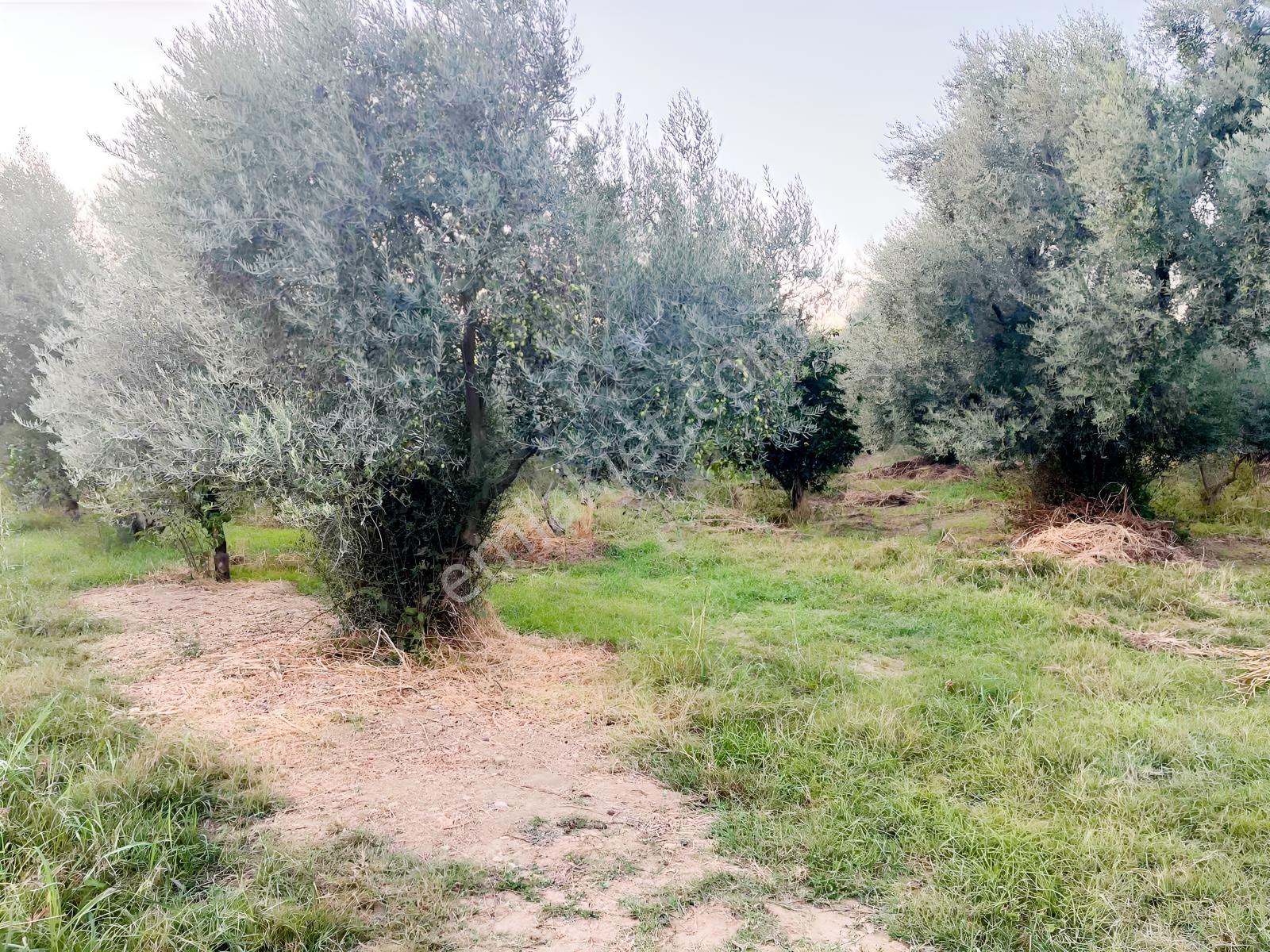 Miray Emlaktan Esenköyde (arpazda)satılık Zeytinlik — fotoğraf 6