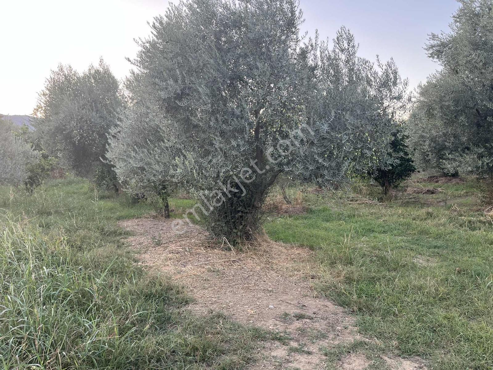 Miray Emlaktan Esenköyde (arpazda)satılık Zeytinlik — fotoğraf 7