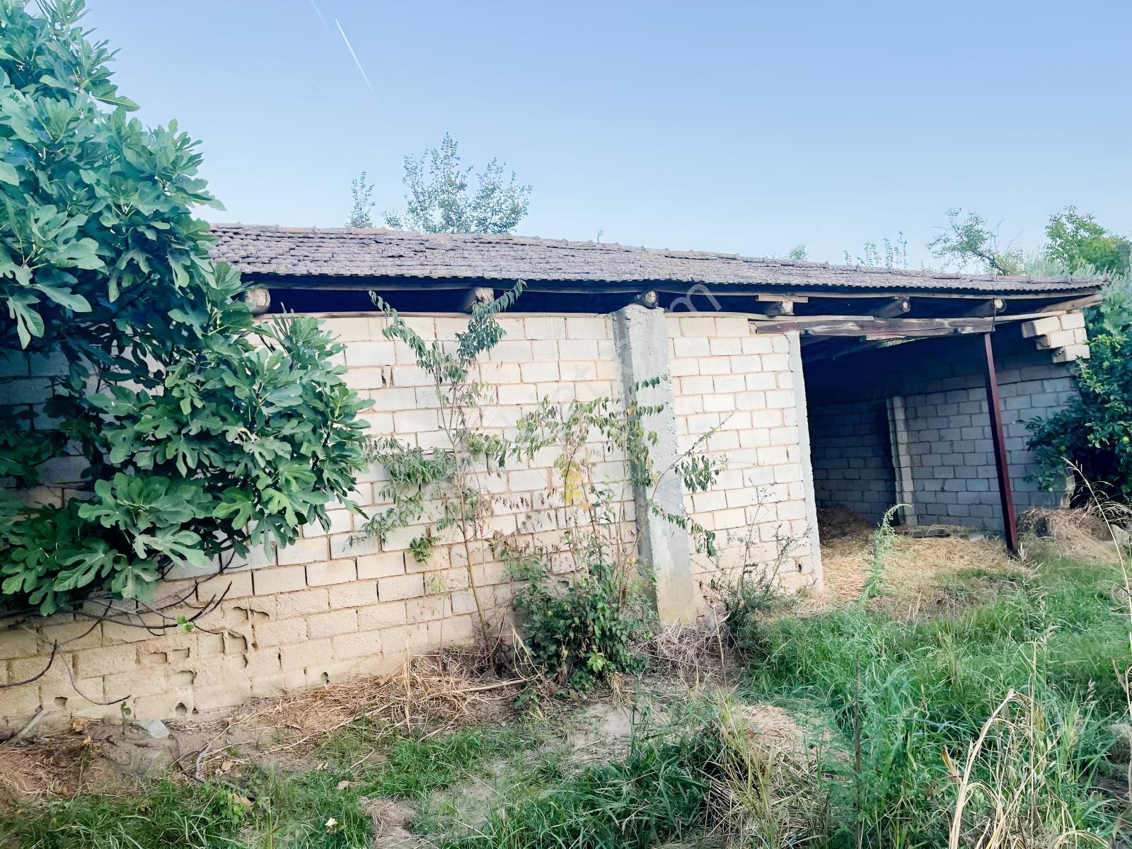 Miray Emlaktan Esenköyde (arpazda)satılık Zeytinlik — fotoğraf 8