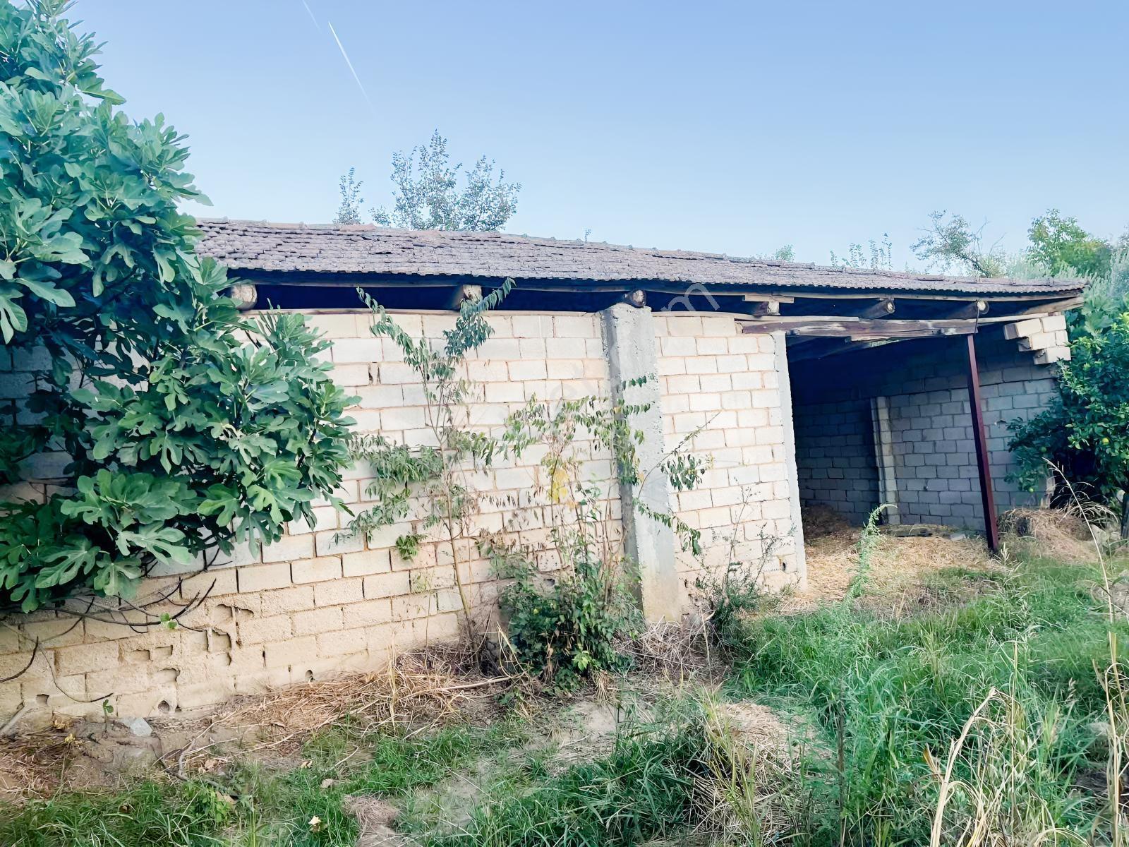 Miray Emlaktan Esenköyde (arpazda)satılık Zeytinlik — fotoğraf 9
