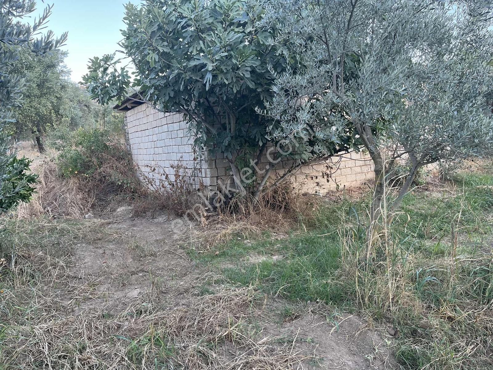 Miray Emlaktan Esenköyde (arpazda)satılık Zeytinlik — fotoğraf 10
