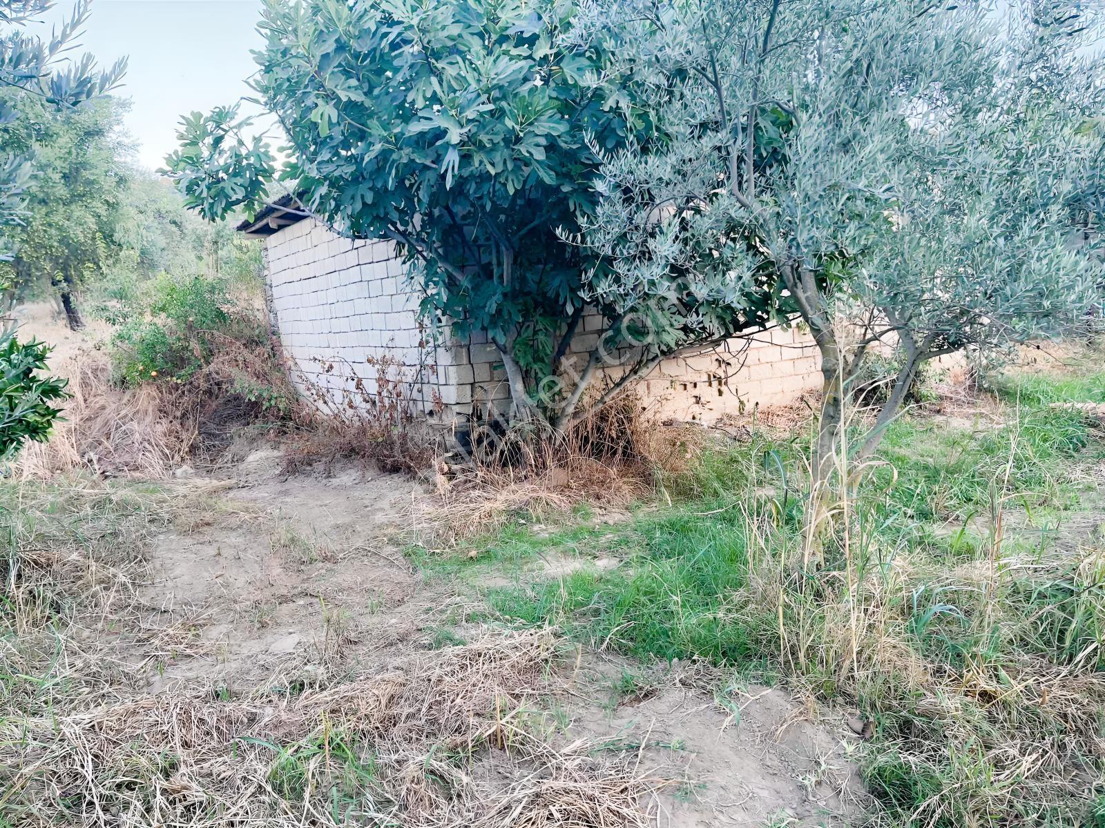 Miray Emlaktan Esenköyde (arpazda)satılık Zeytinlik — fotoğraf 11