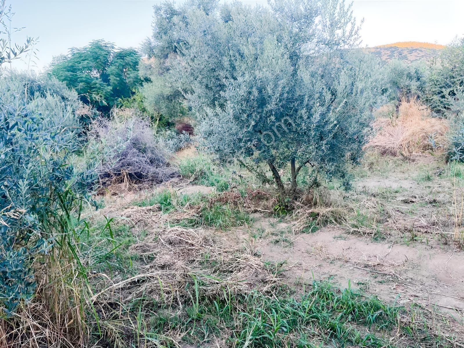 Miray Emlaktan Esenköyde (arpazda)satılık Zeytinlik — fotoğraf 13