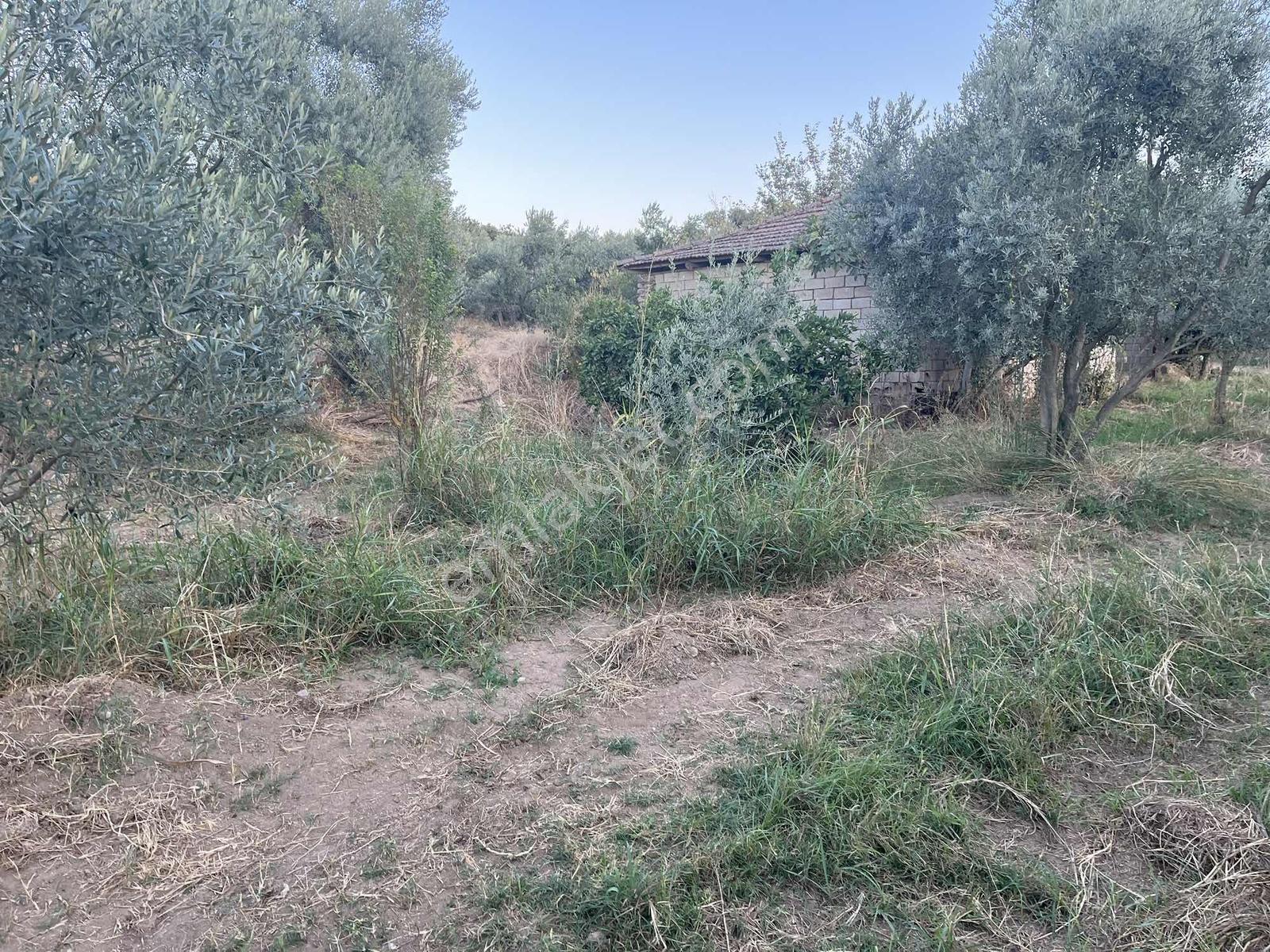 Miray Emlaktan Esenköyde (arpazda)satılık Zeytinlik — fotoğraf 15