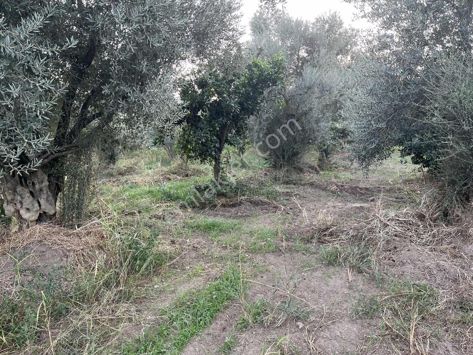 Miray Emlaktan Esenköyde (arpazda)satılık Zeytinlik — fotoğraf 16