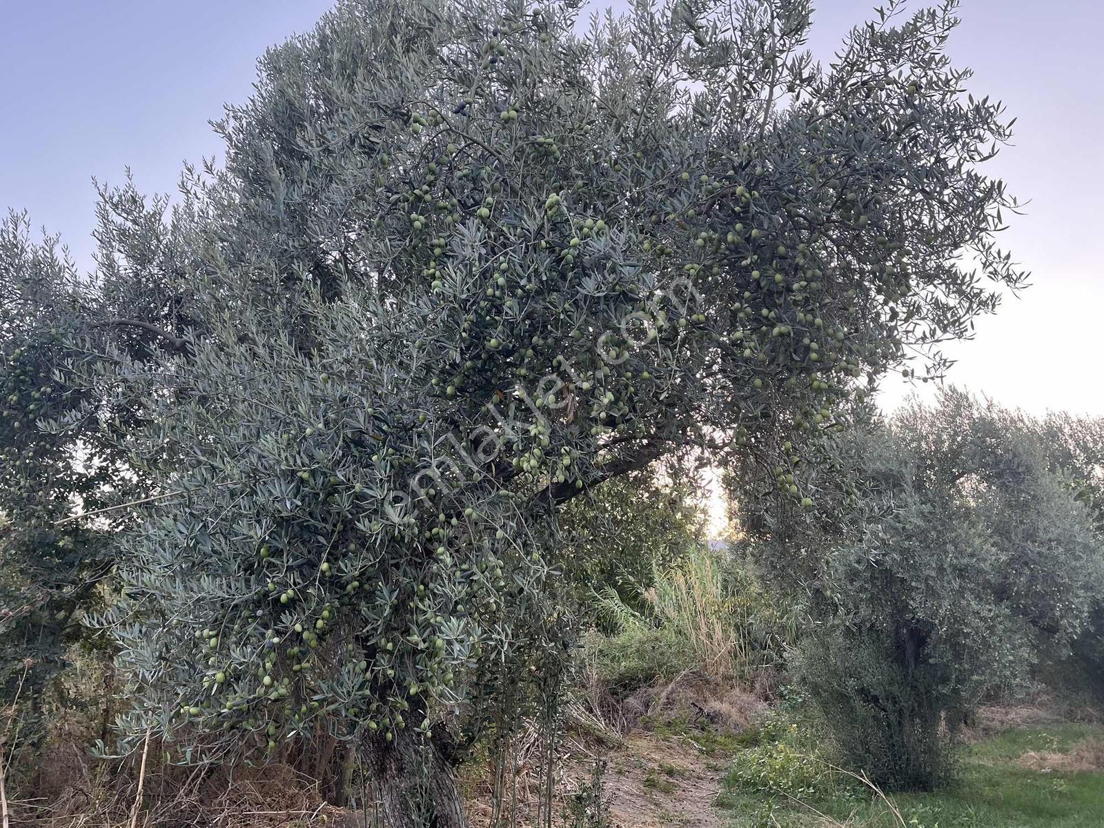 Miray Emlaktan Esenköyde (arpazda)satılık Zeytinlik — fotoğraf 20