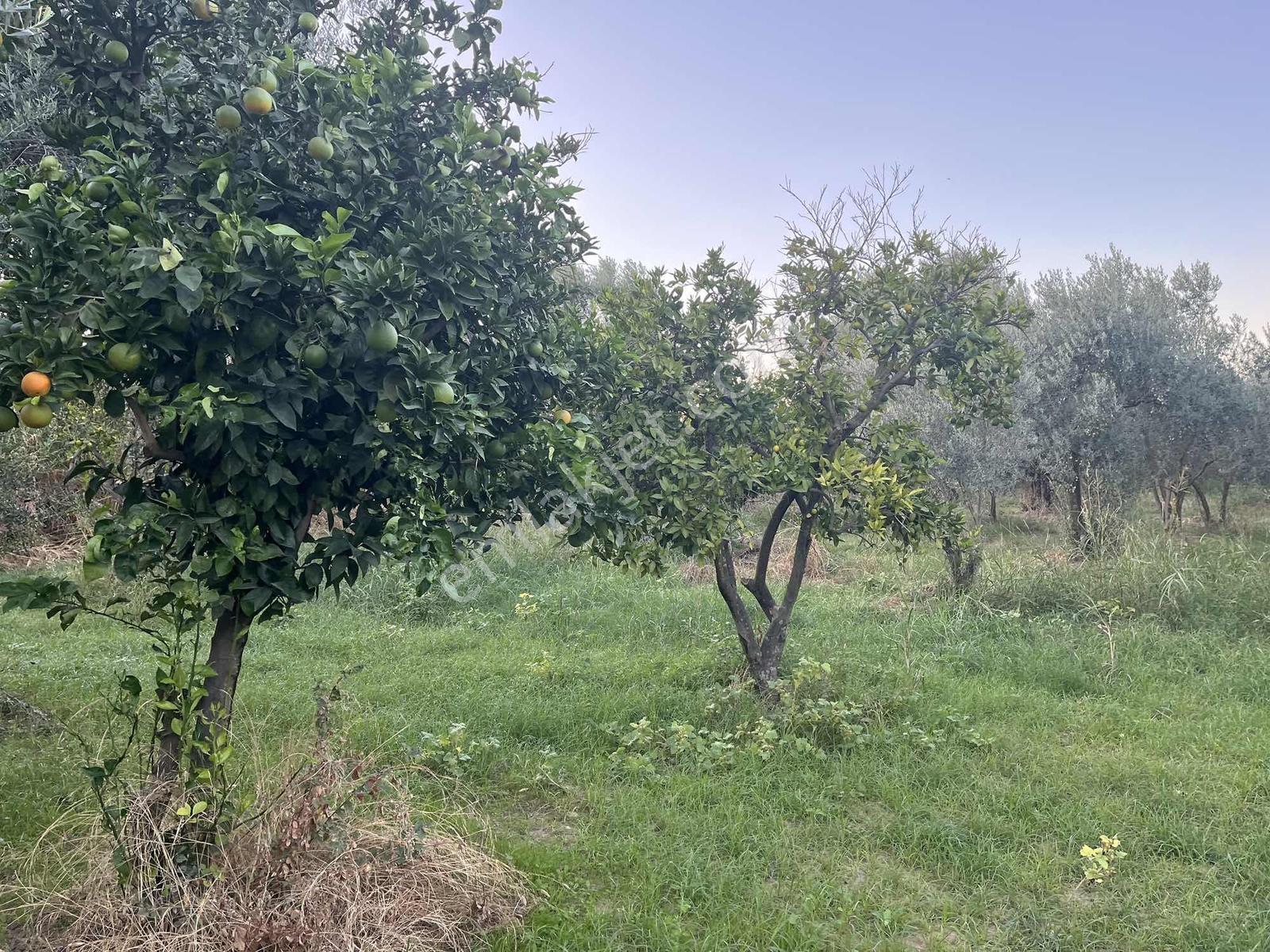 Miray Emlaktan Esenköyde (arpazda)satılık Zeytinlik — fotoğraf 21