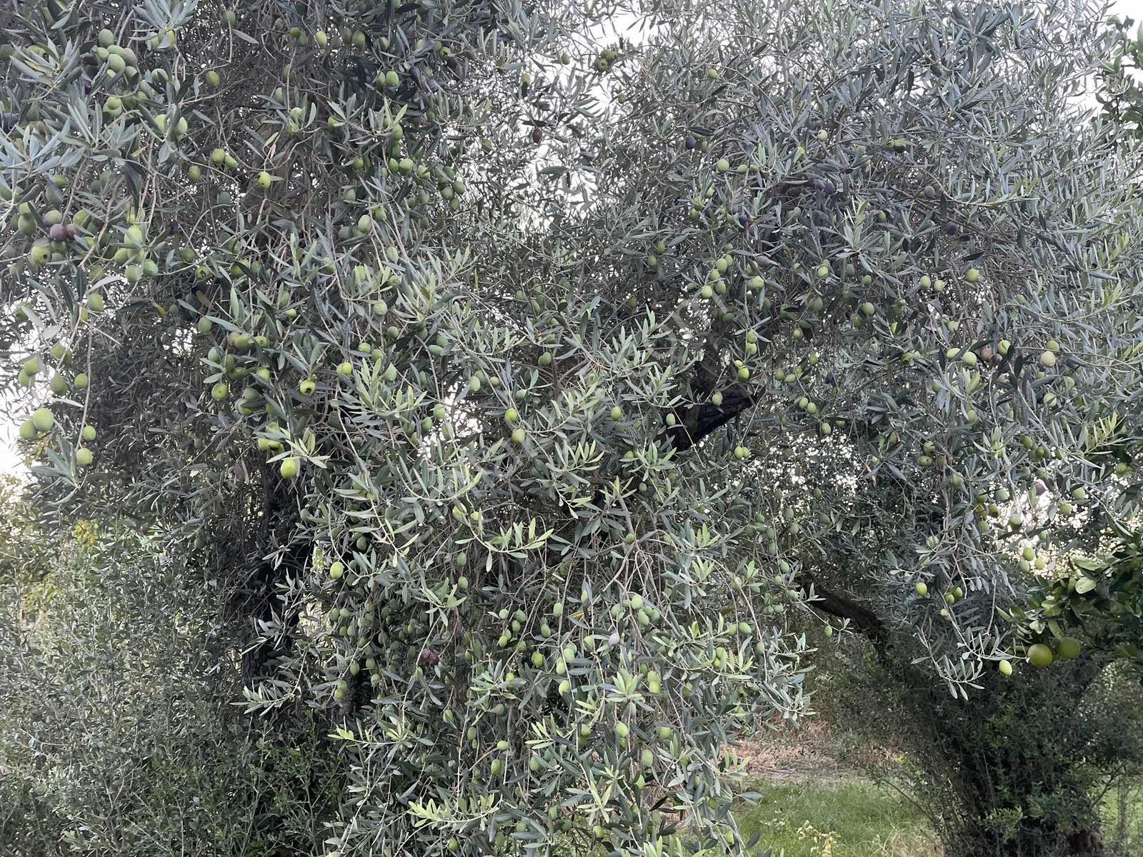 Miray Emlaktan Esenköyde (arpazda)satılık Zeytinlik — fotoğraf 22