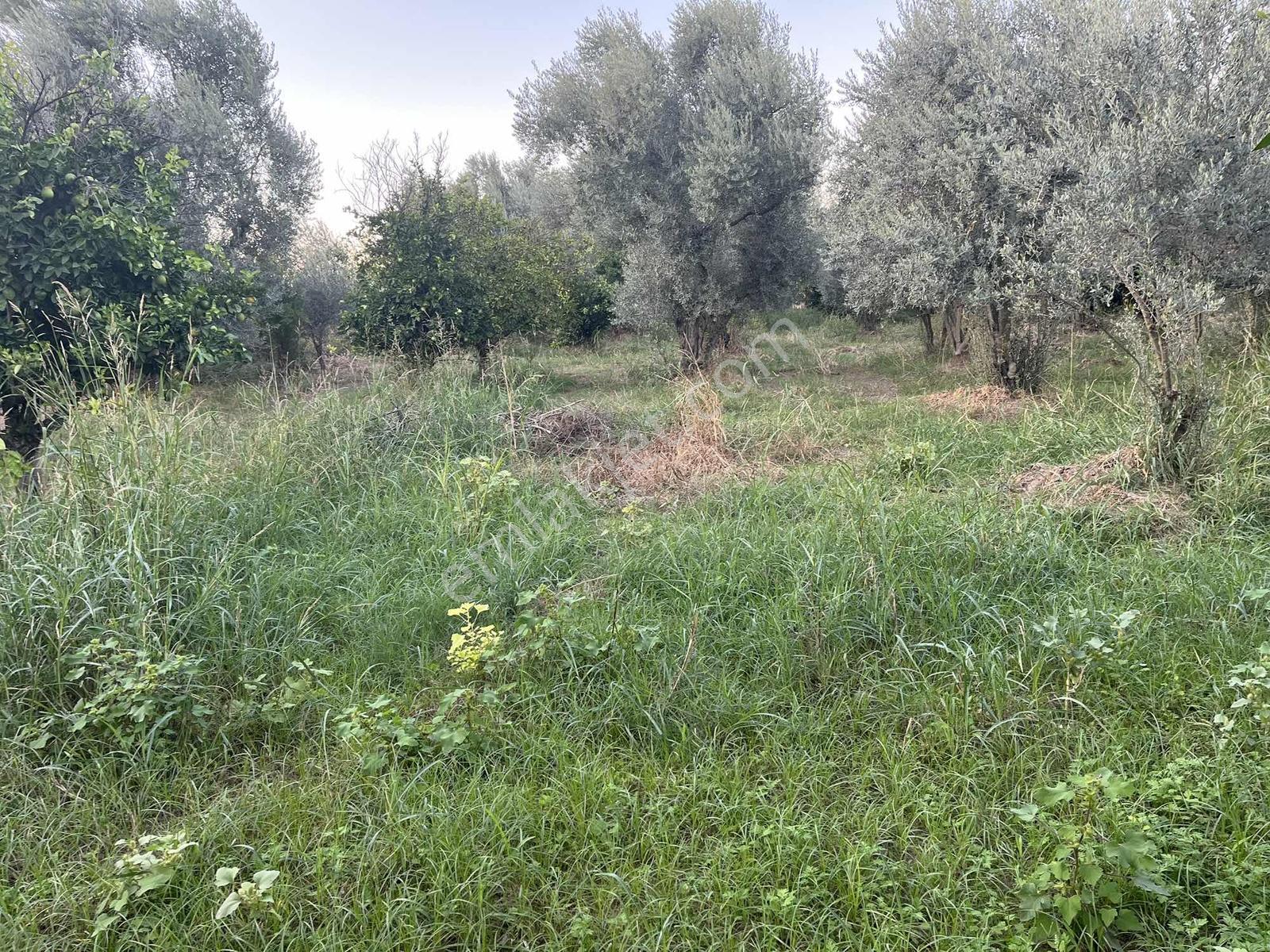 Miray Emlaktan Esenköyde (arpazda)satılık Zeytinlik — fotoğraf 23
