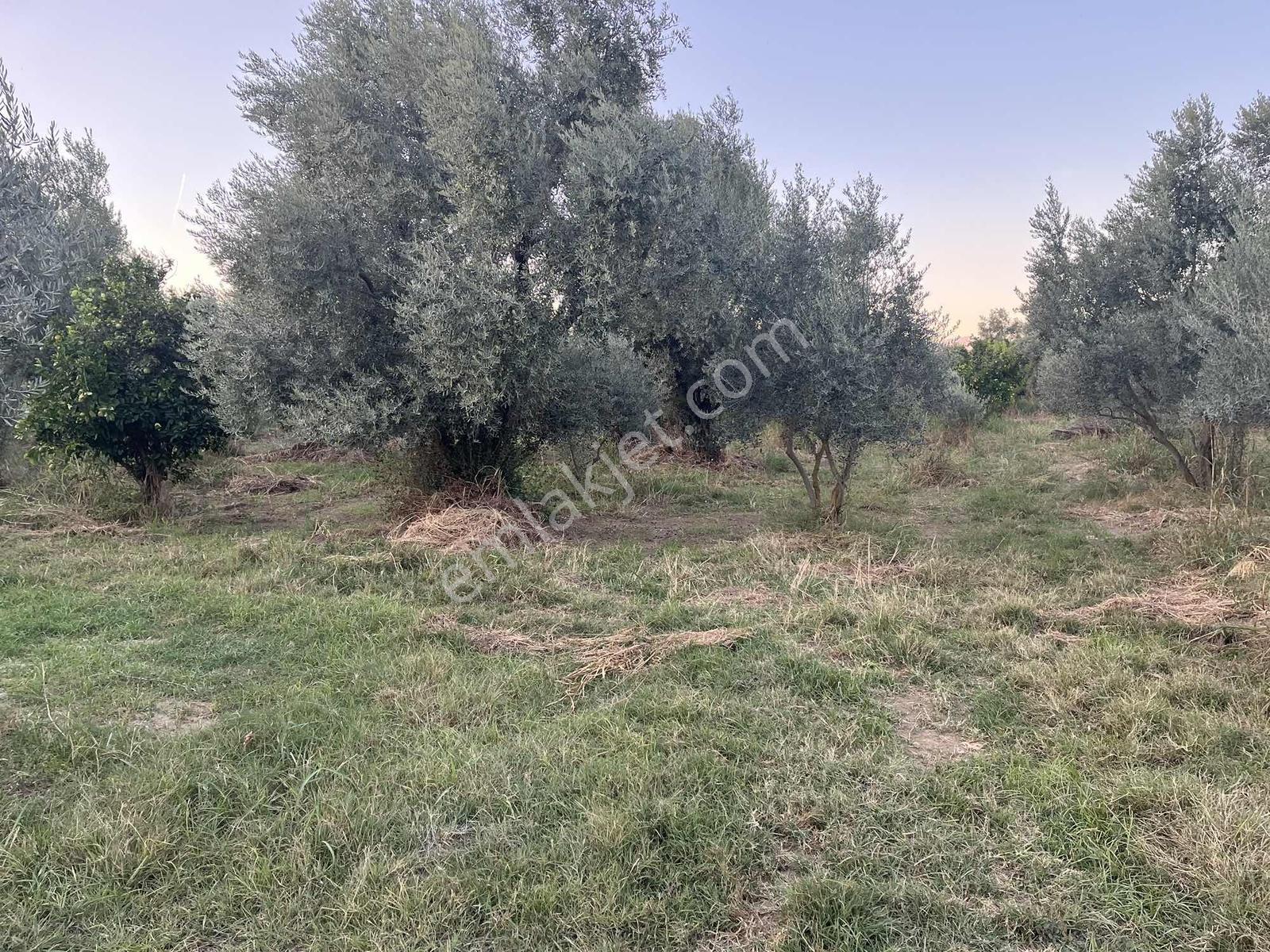 Miray Emlaktan Esenköyde (arpazda)satılık Zeytinlik — fotoğraf 24