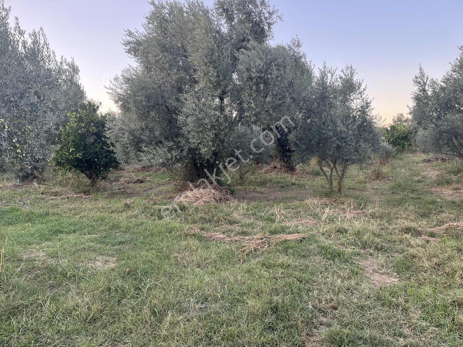 Miray Emlaktan Esenköyde (arpazda)satılık Zeytinlik — fotoğraf 25