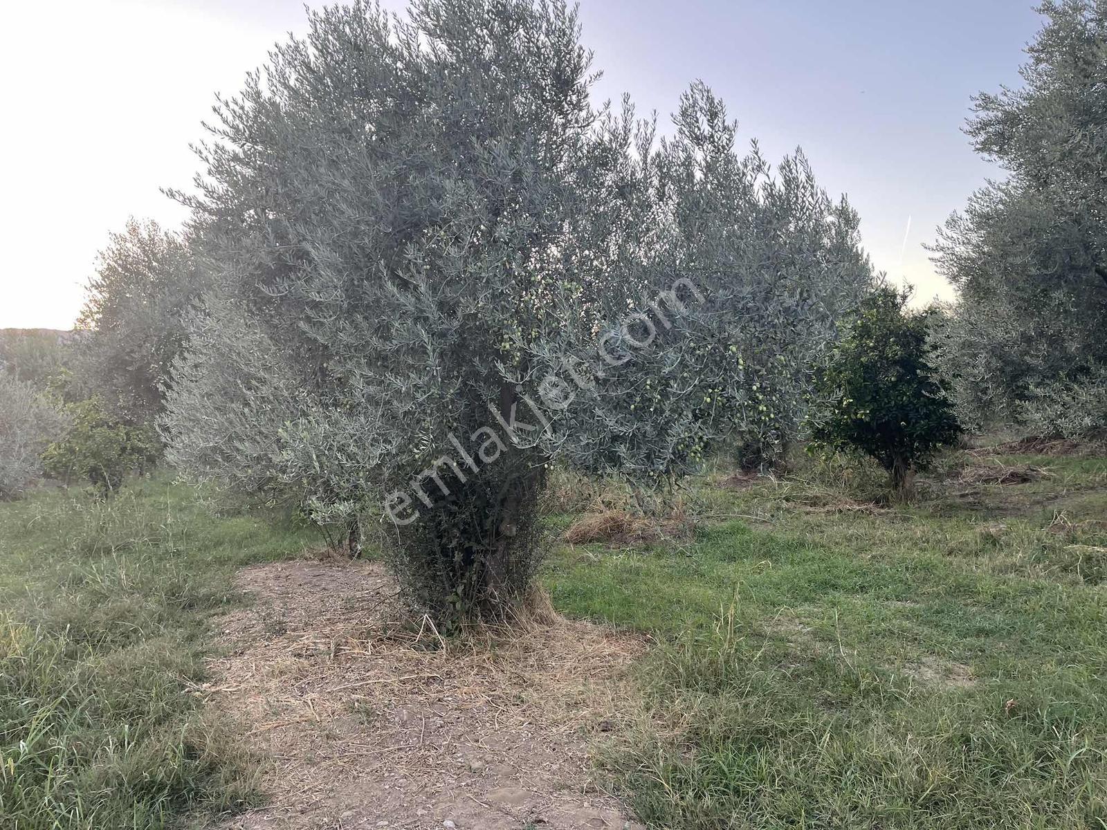 Miray Emlaktan Esenköyde (arpazda)satılık Zeytinlik — fotoğraf 27
