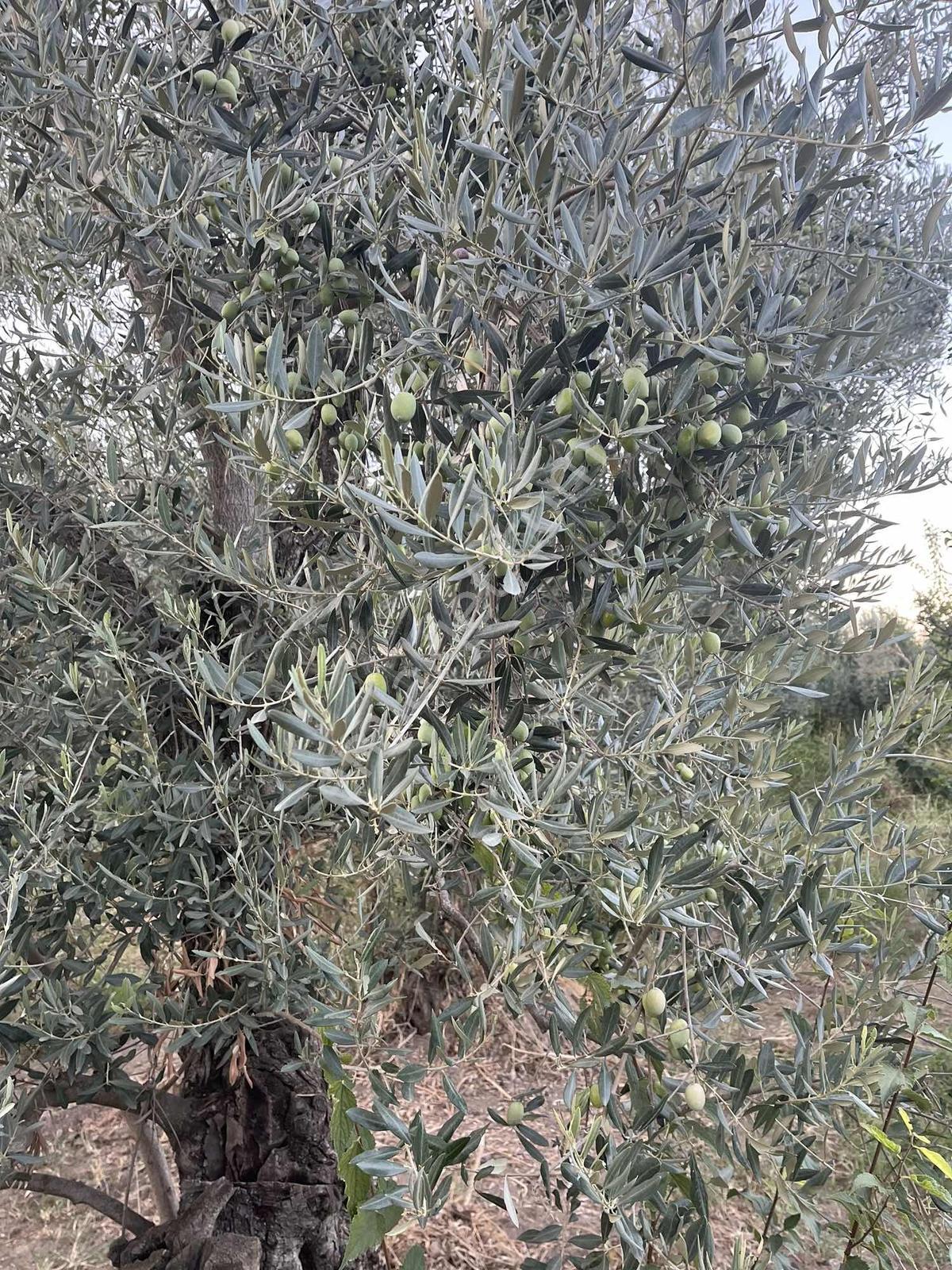 Miray Emlaktan Esenköyde (arpazda)satılık Zeytinlik — fotoğraf 28