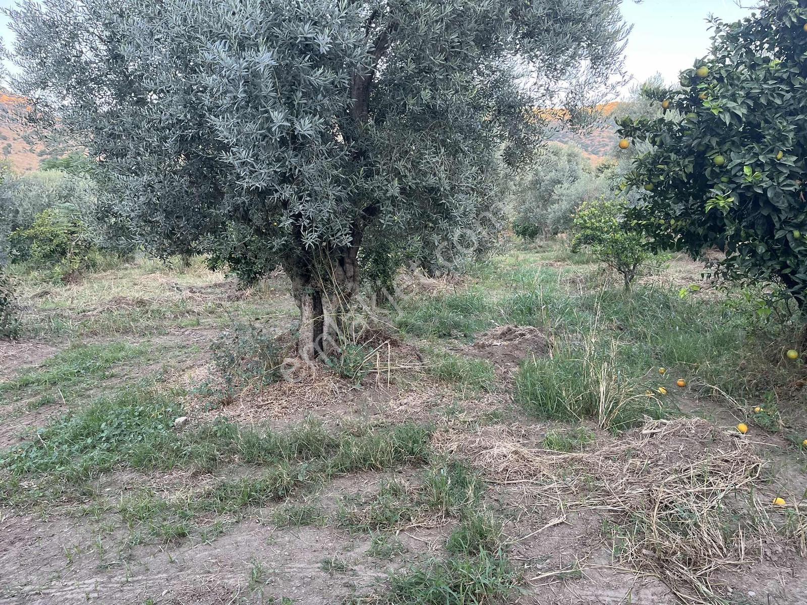 Miray Emlaktan Esenköyde (arpazda)satılık Zeytinlik — fotoğraf 29