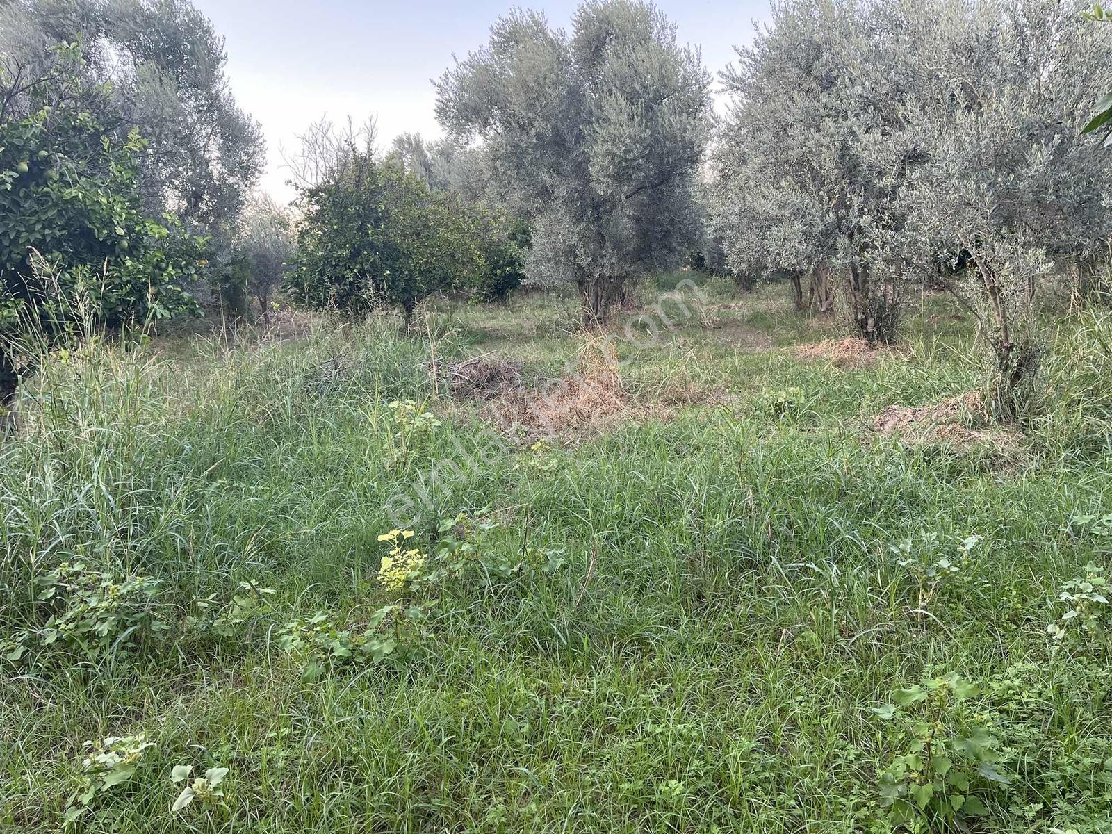 Miray Emlaktan Esenköyde (arpazda)satılık Zeytinlik — fotoğraf 30