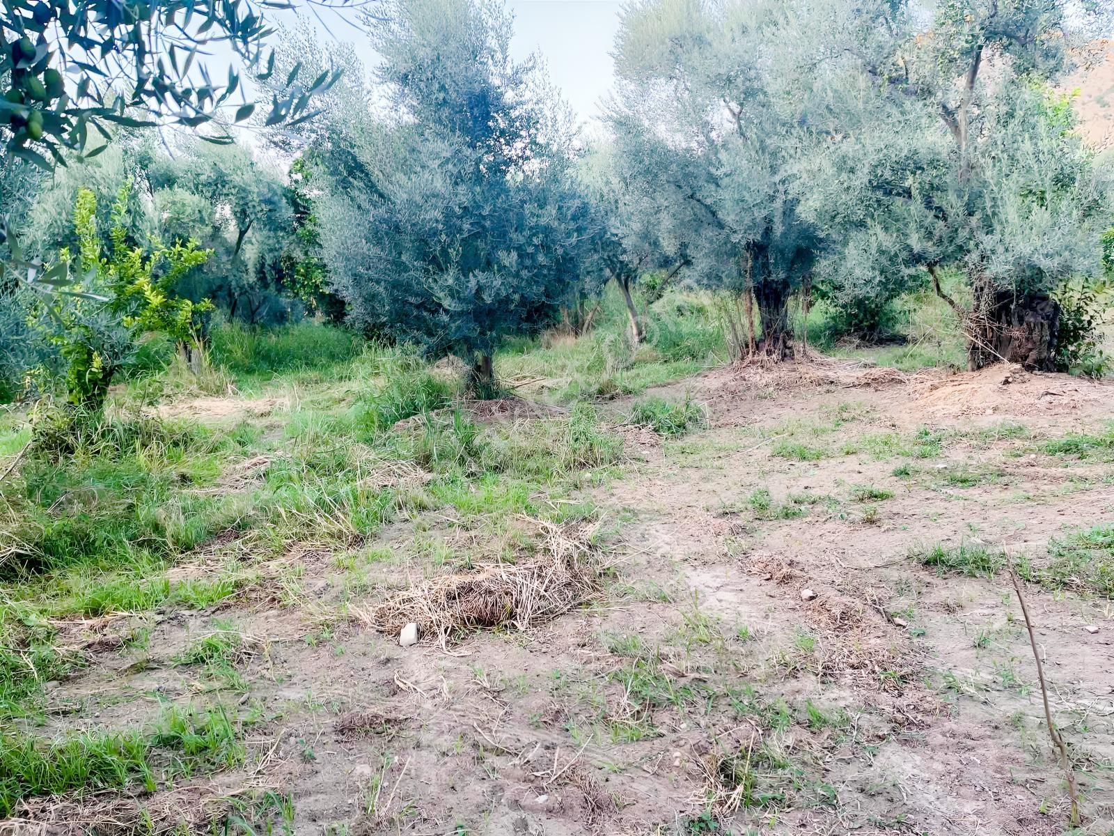 Miray Emlaktan Esenköyde (arpazda)satılık Zeytinlik — fotoğraf 31